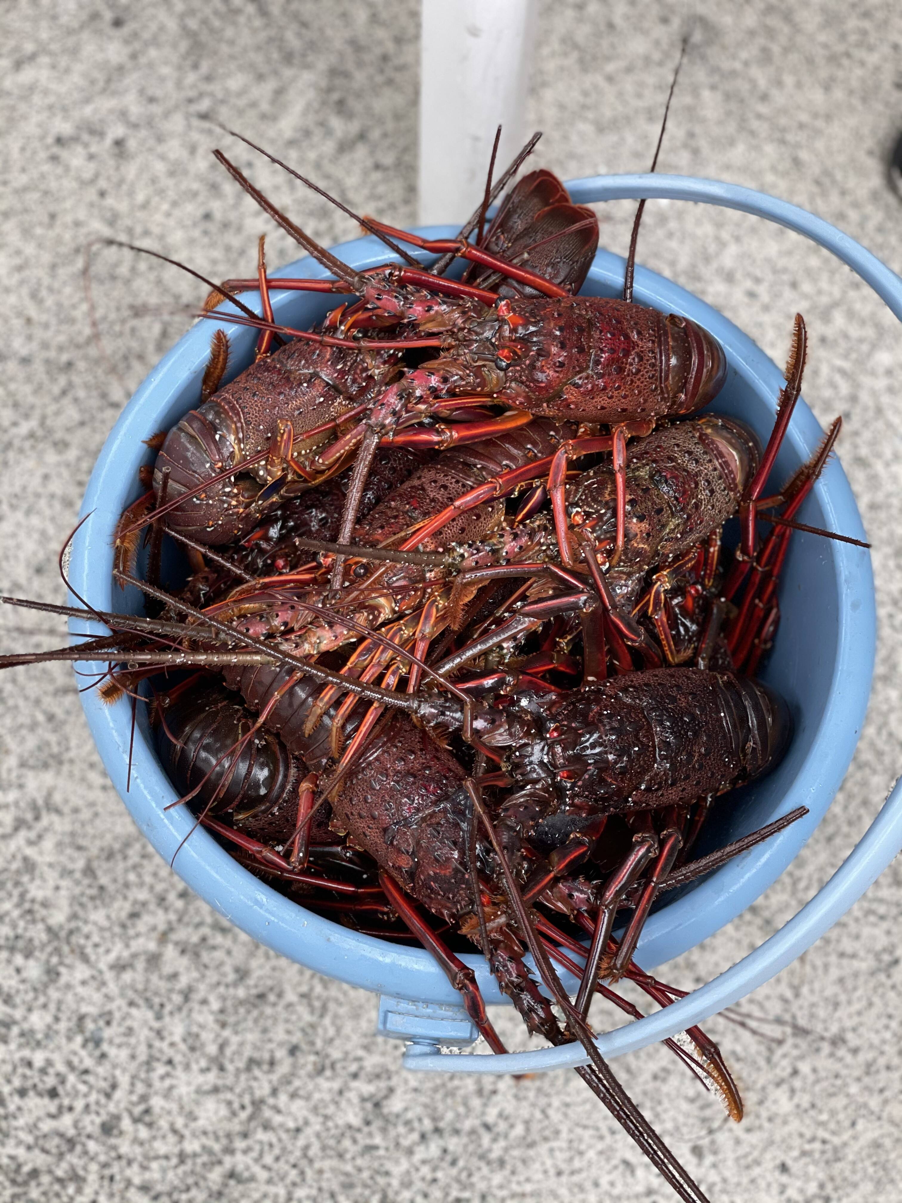 楽天市場】国産 天然伊勢海老 特大サイズ 約600g ×1尾 千葉県産