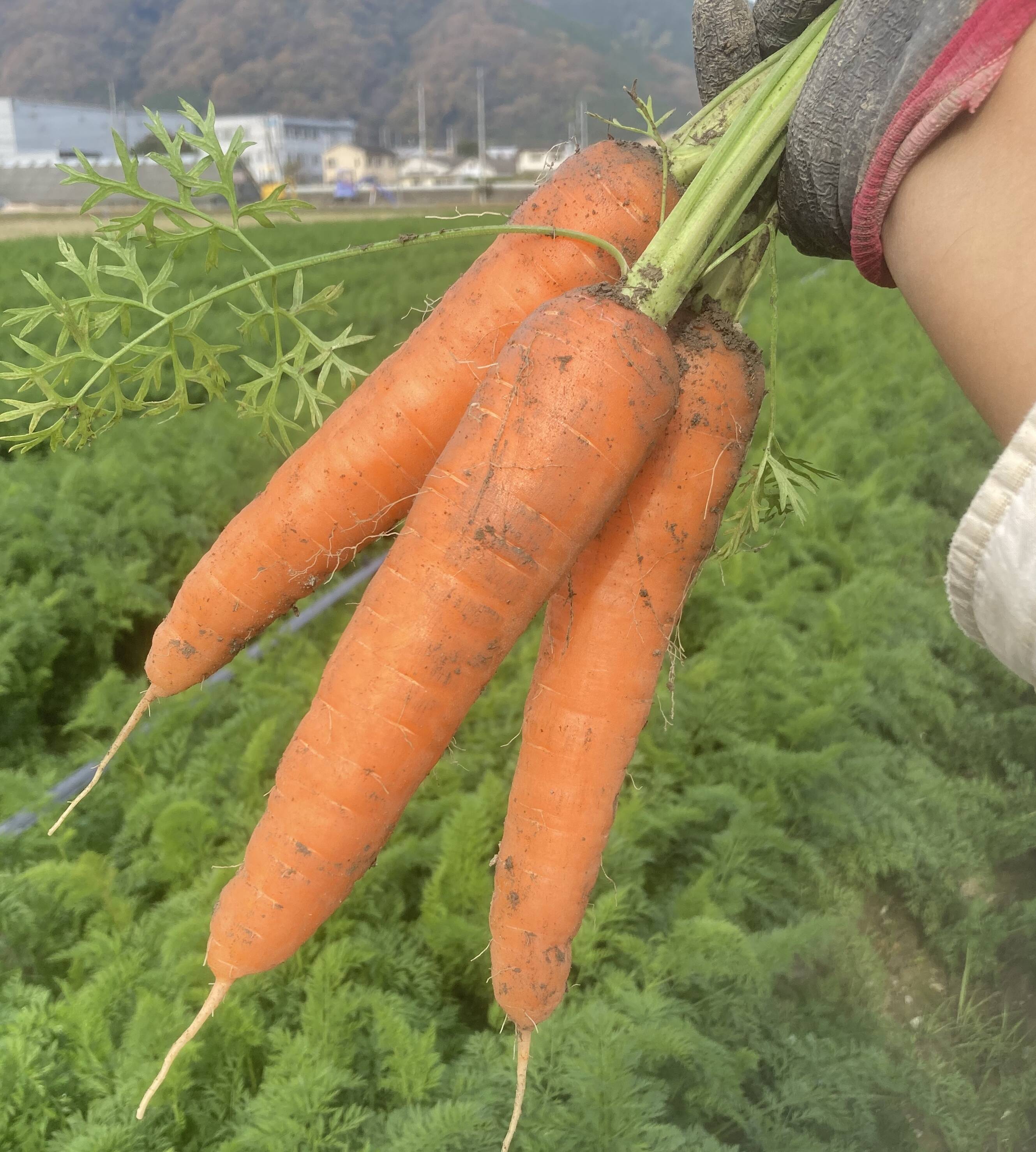 農薬化学肥料不使用(3kg)ニンジン ジュースにもオススメ!!😋：岡山県産