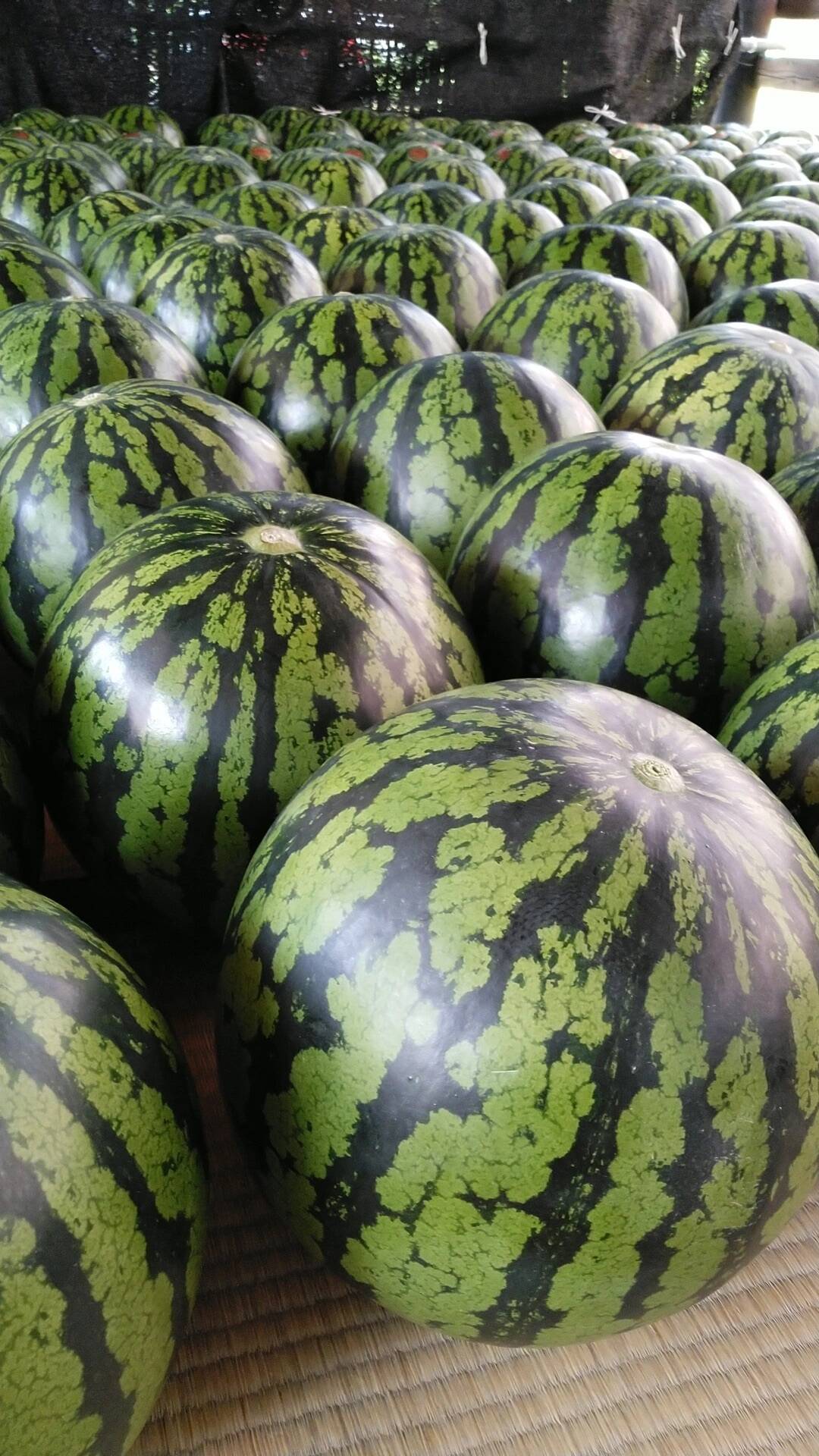 スイカ様 リクエスト 2点 まとめ商品 すいか様 リクエスト 2点 まとめ