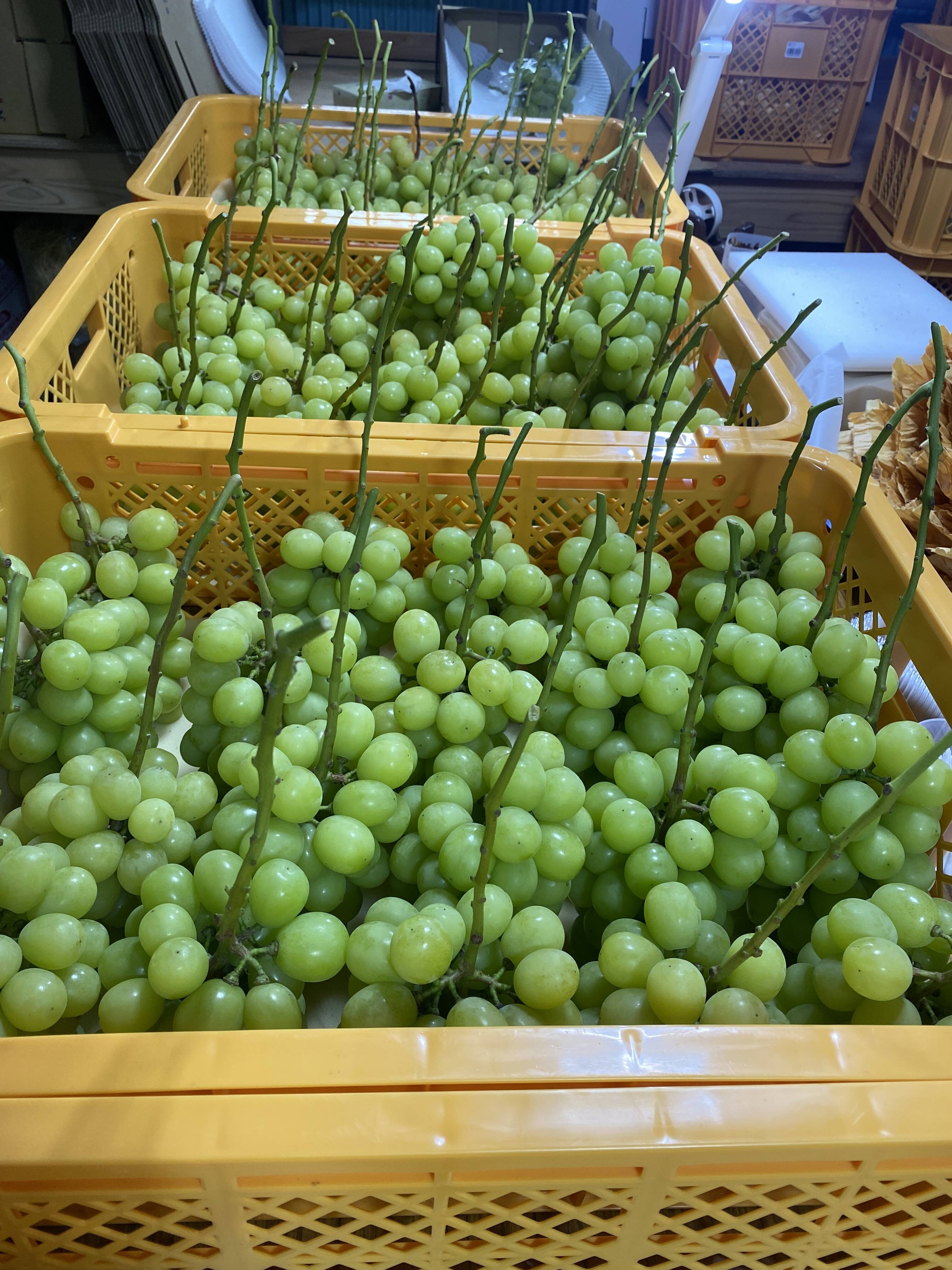 岡山県産✨シャインマスカット🍇訳ありたっぷり2kg🎶（房数未定