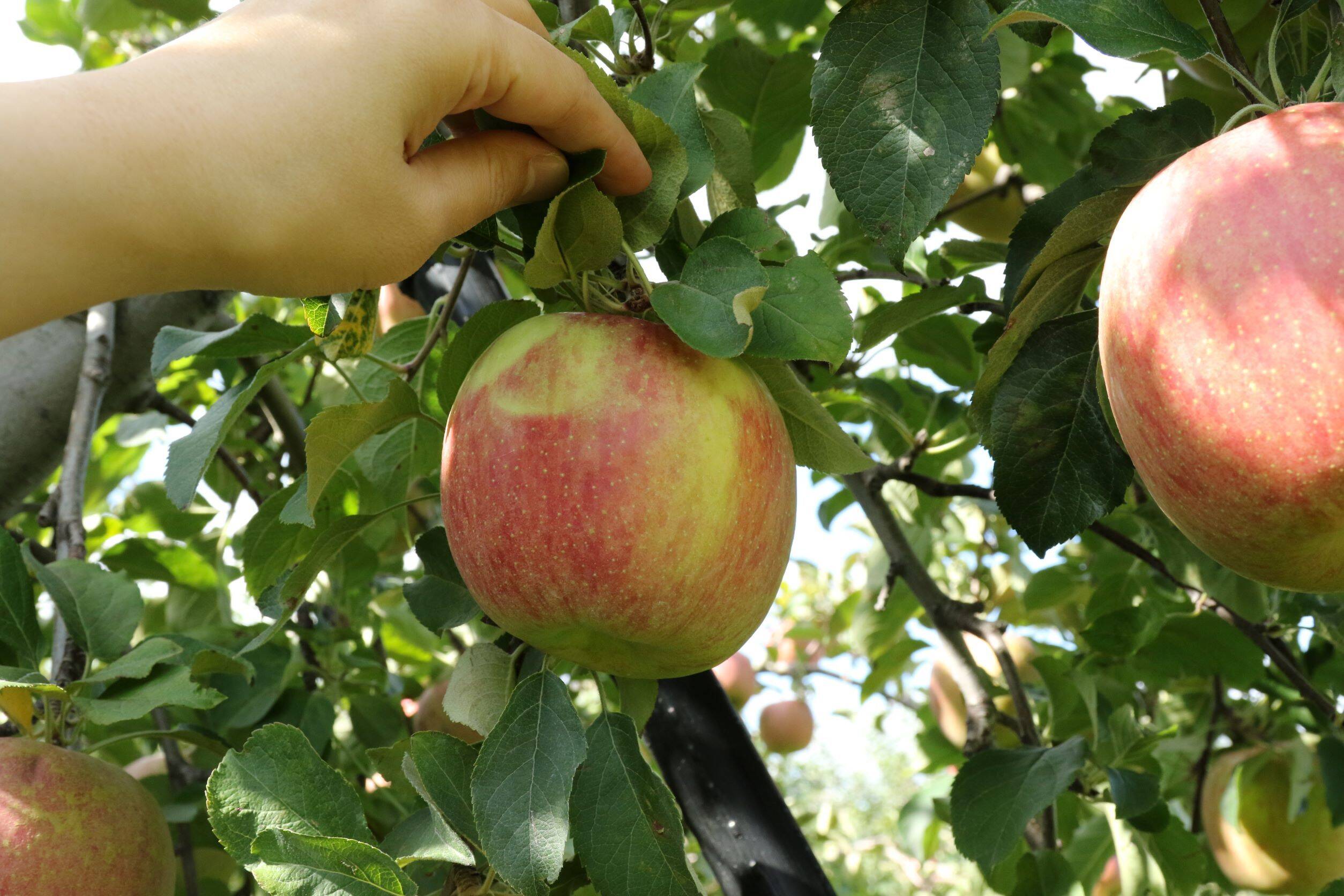 618e09468c62ba3799ca08ee9f374f