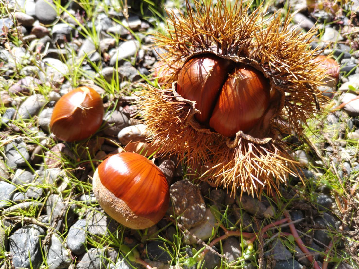 完全無農薬 丹波栗 特大 2kg 大丹波