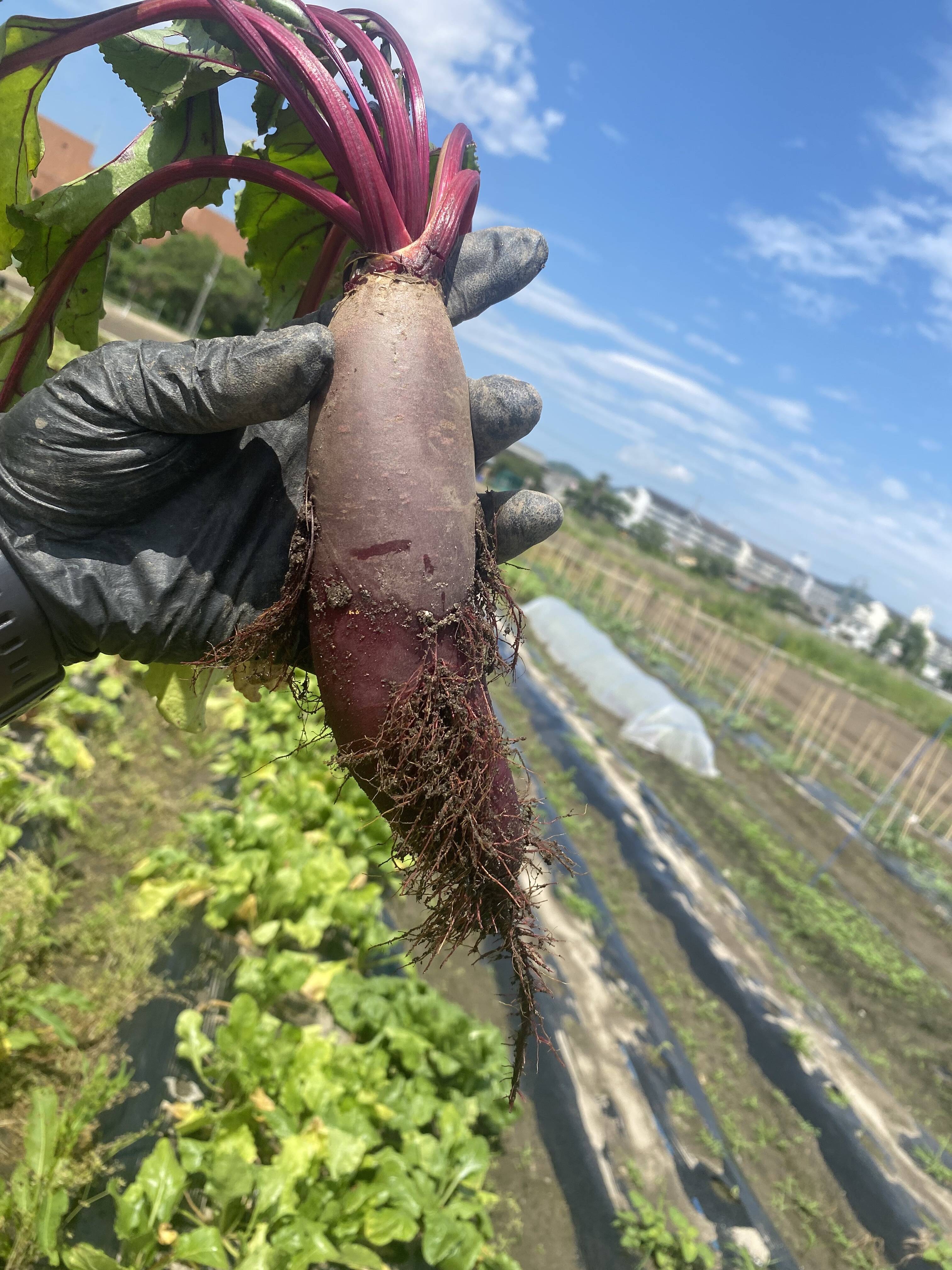 10kg】加工しやすい細長大玉品種 赤穂ビーツ シリンダータイプ：兵庫県