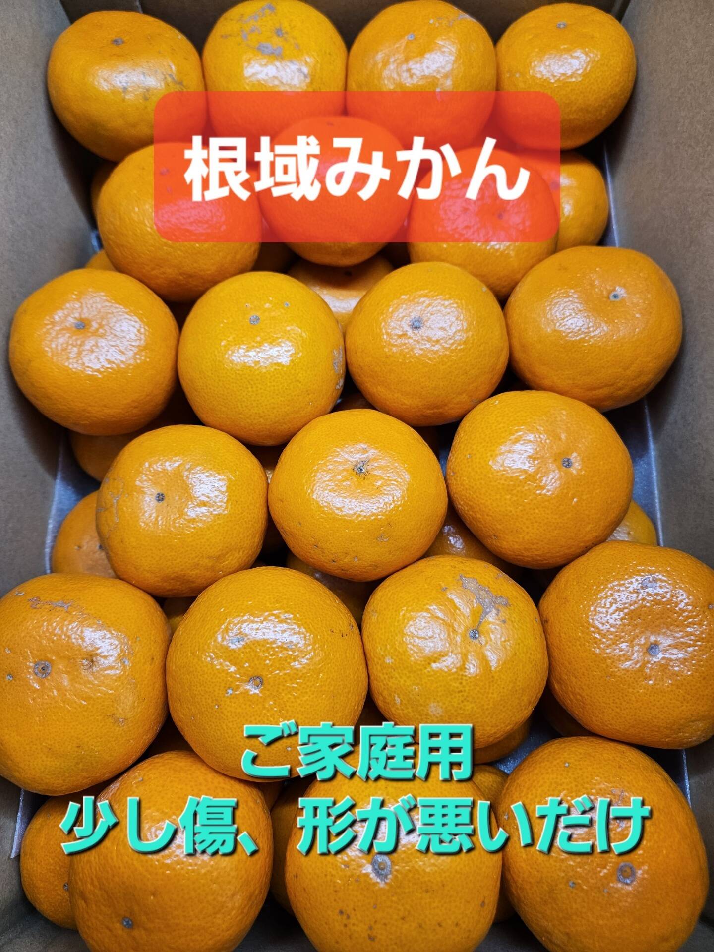 ご家庭用】平均糖度13度以上の濃縮された早生みかん🍊甘さと酸味が最高