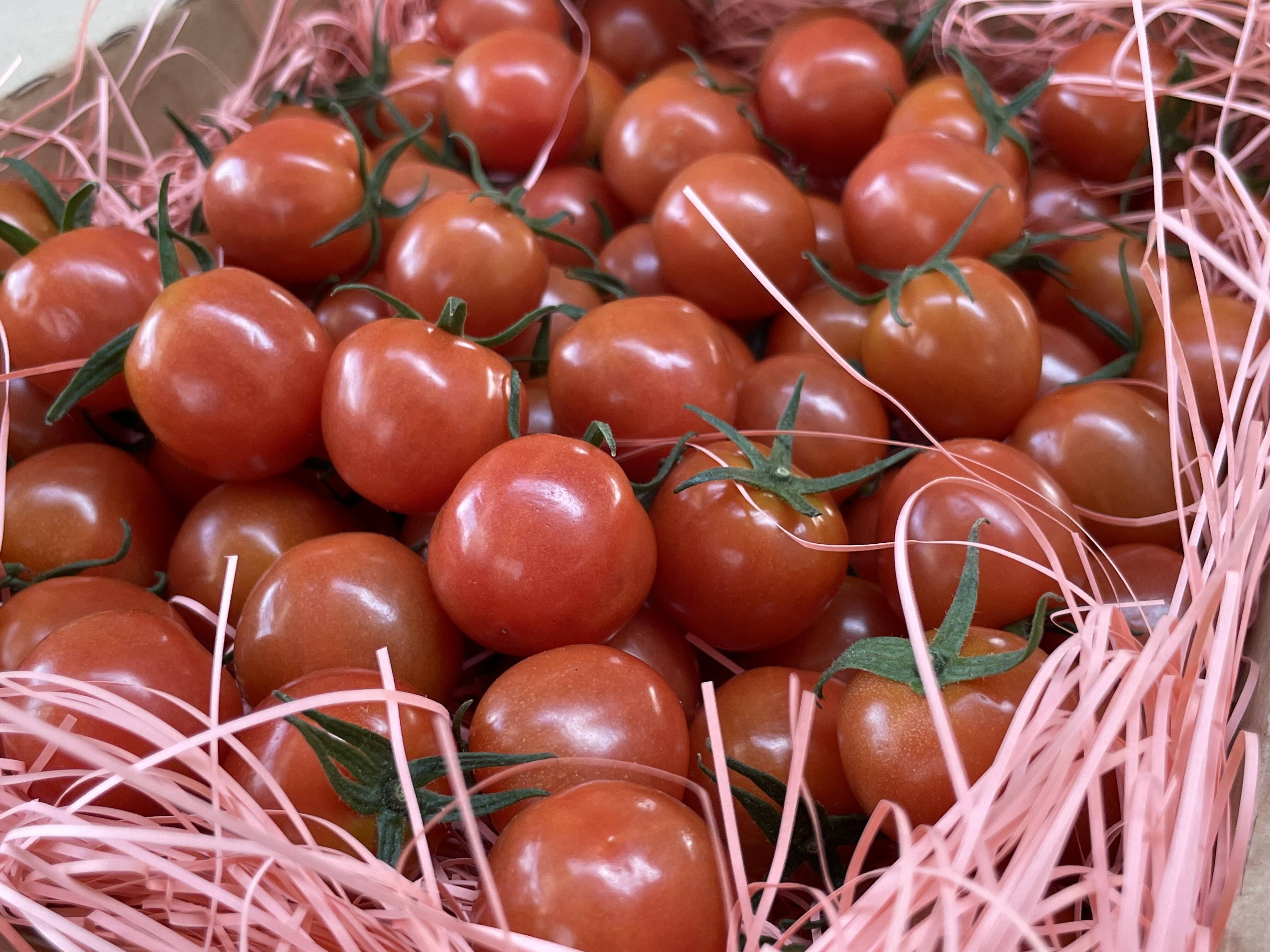 Ⓢ600g ～春夏秋冬～秋のトマトも楽しみましょう！プチぷよ《夏秋の陣》：兵庫県産のトマト｜食べチョク｜産地直送(産直)お取り寄せ通販 -  農家・漁師から旬の食材を直送