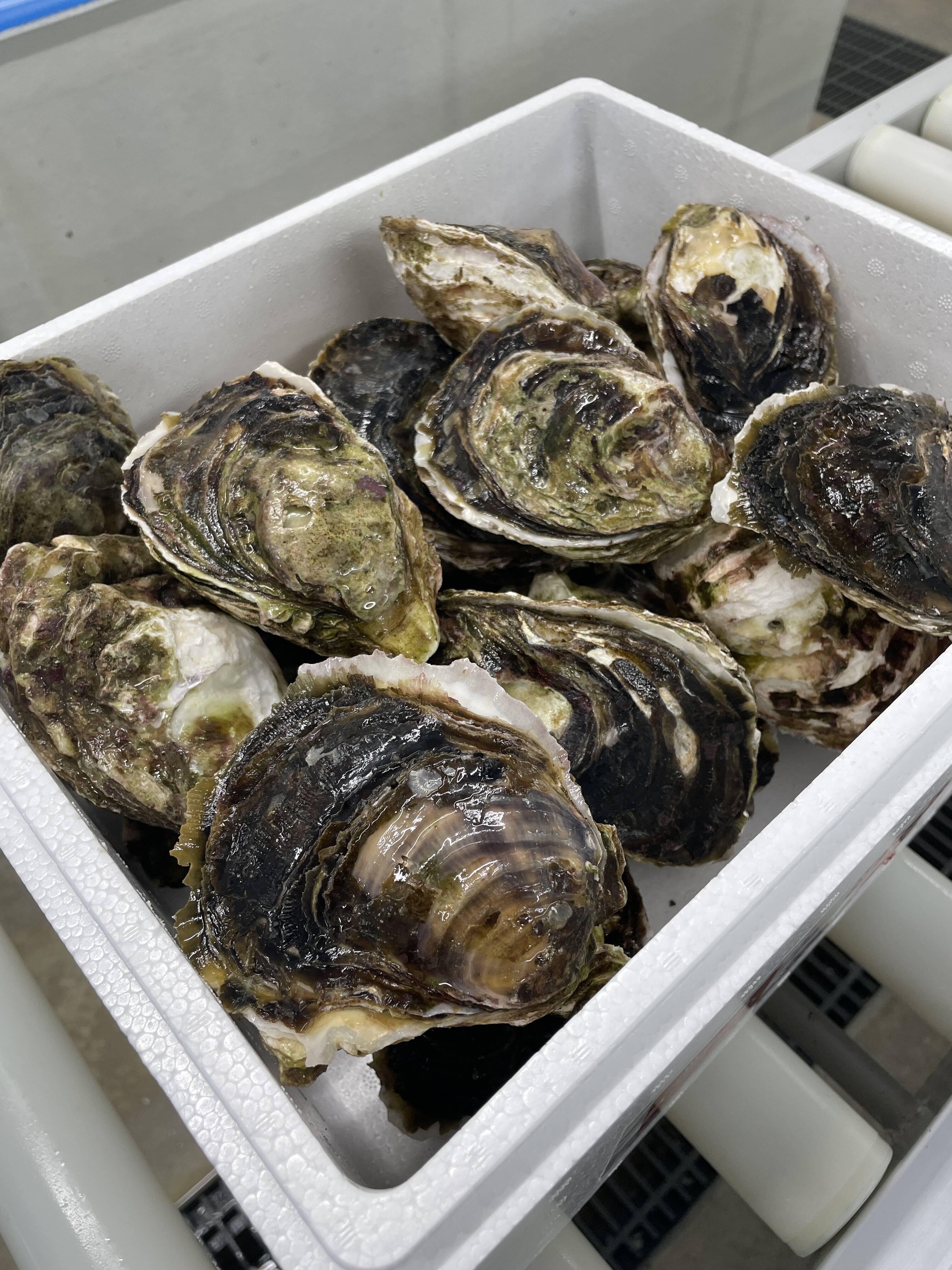 岩牡蠣30個専用 岩牡蠣30個専用