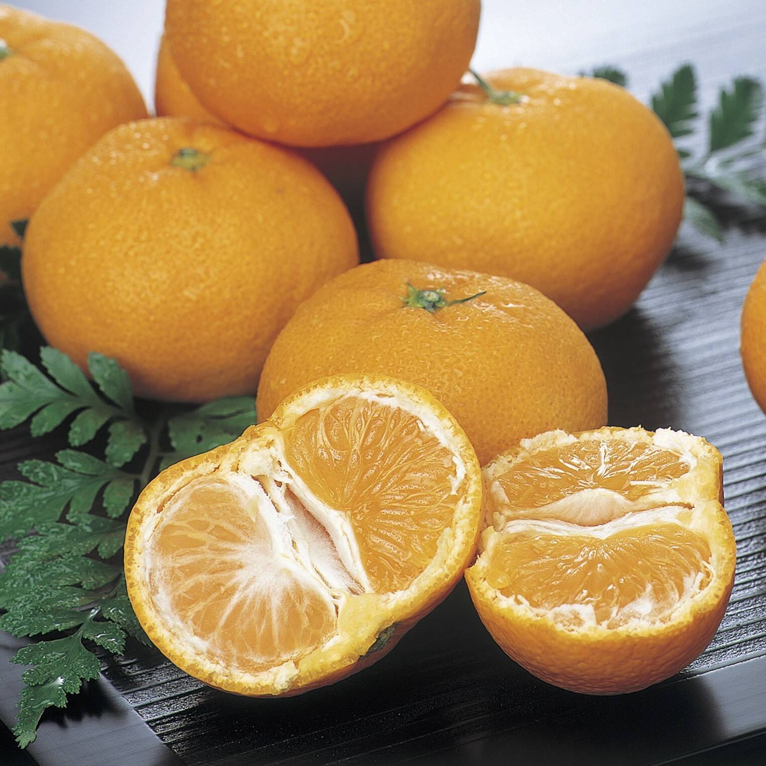 コストコみかん2kg：愛媛県産のみかん・柑橘類｜食べチョク