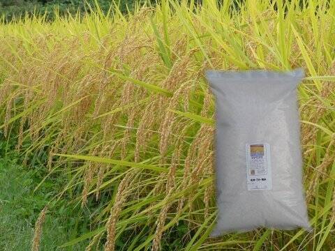 令和8年産 農薬不使用 佐渡コシヒカリ（在来種） 玄米 5キロ：新潟県産
