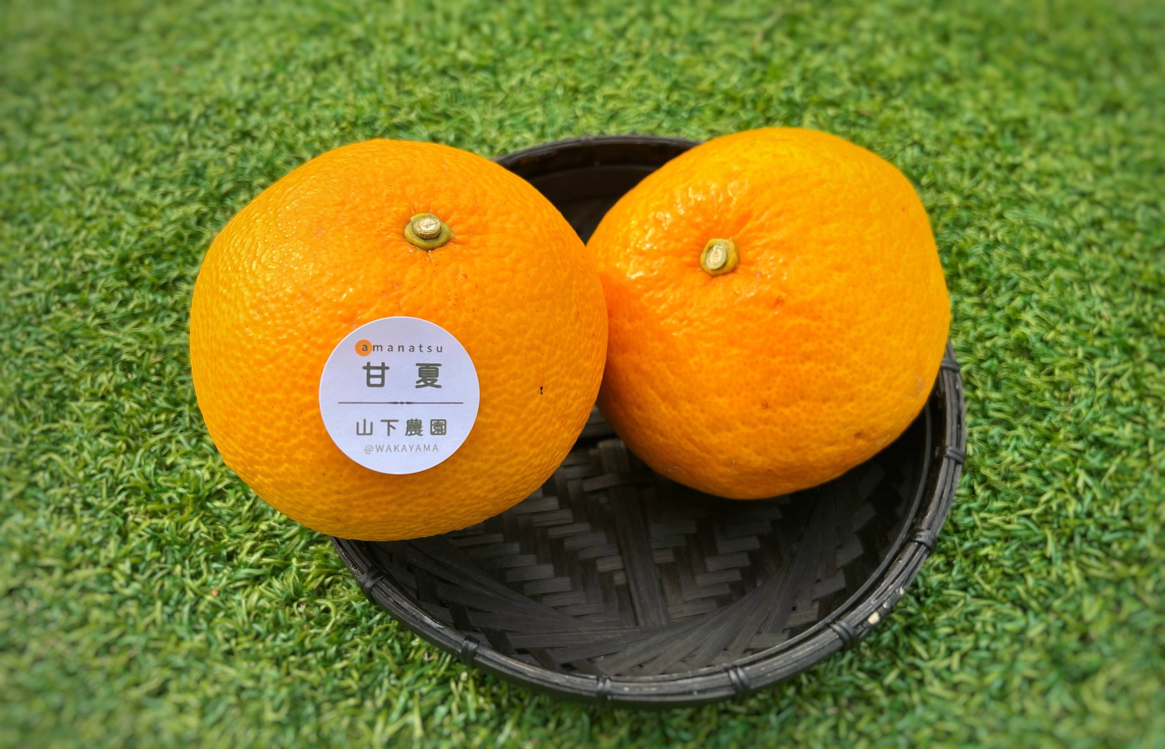 【農園直送】　 完全無農薬　ノーワックス　めちゃ旨　ジューシー　甘酸っぱい　甘夏 農園直送】 完全無農薬 ノーワックス めちゃ旨 ジューシー