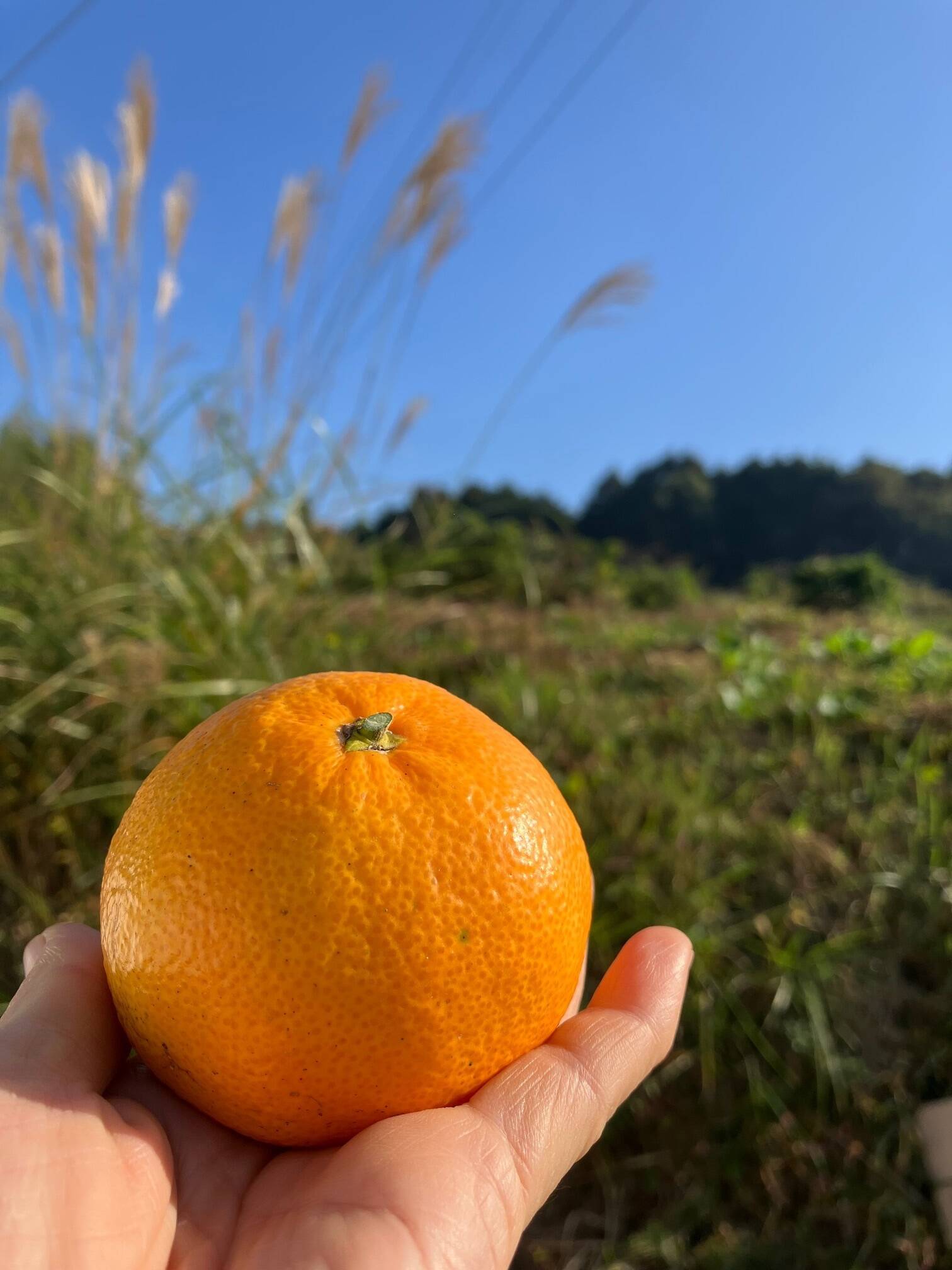 予約割引】ほどよい酸味と甘さ!熊本みかん秀品 金峰10kg箱 予約割引】ほどよい酸味と甘さ!熊本みかん秀品 金峰10kg箱