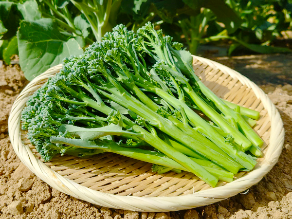 野菜の旨味が楽しめる！】☆抗酸化作用の高いβカロテンが豊富