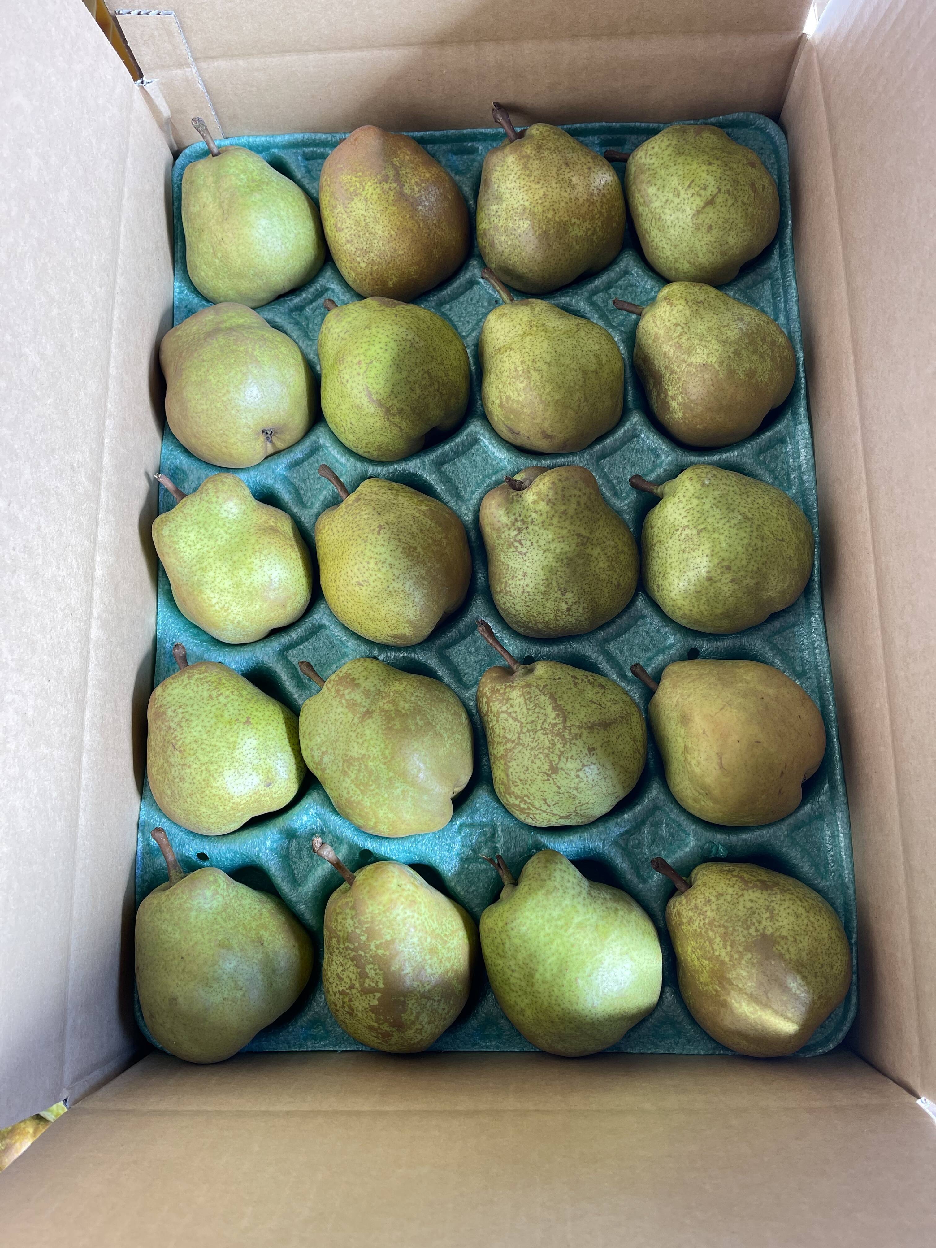 山形ラフランス☆秀品☆5キロ箱詰め20玉L玉：山形県産の果物｜食べ