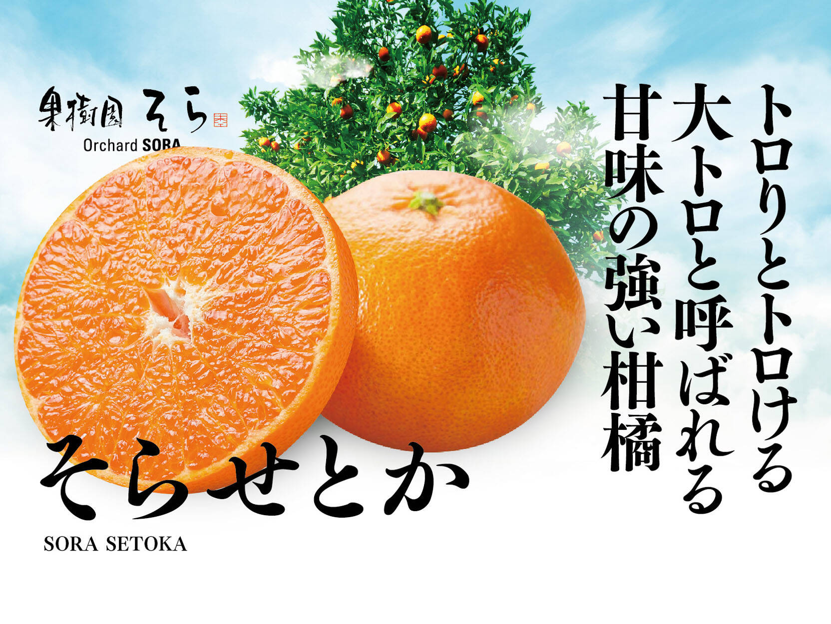 そらせとか【天空のせとか】愛媛産せとか 3kg：愛媛県産のみかん