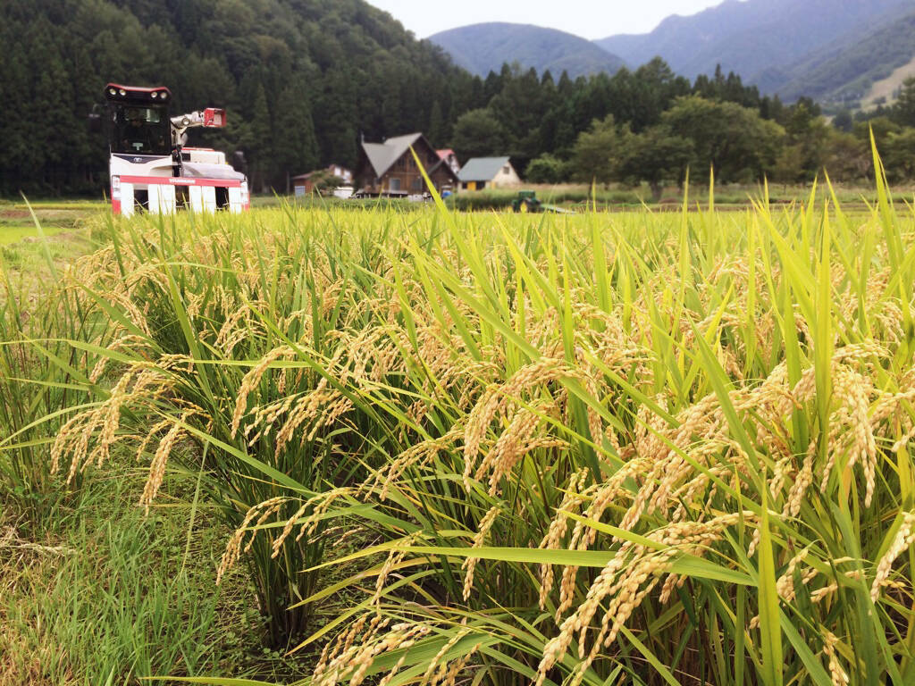 特栽米27kg】ゆうだい21「精米」【令和3年産】：長野県産の米・穀類｜食べチョク｜産地直送(産直)お取り寄せ通販 - 農家・漁師から旬の食材を直送