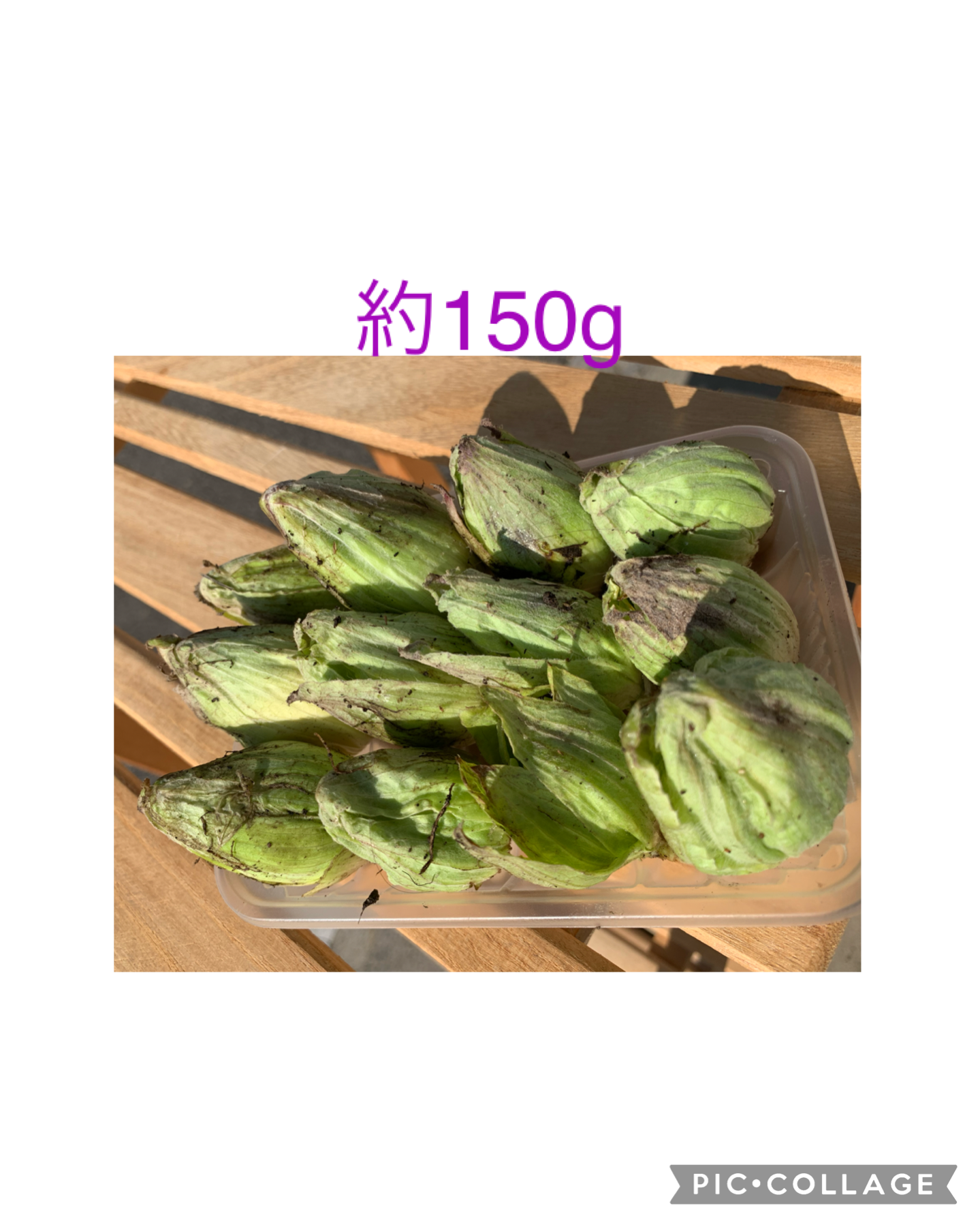 青森産 ふきのとう 500g コンパクトbox サービス - 野菜