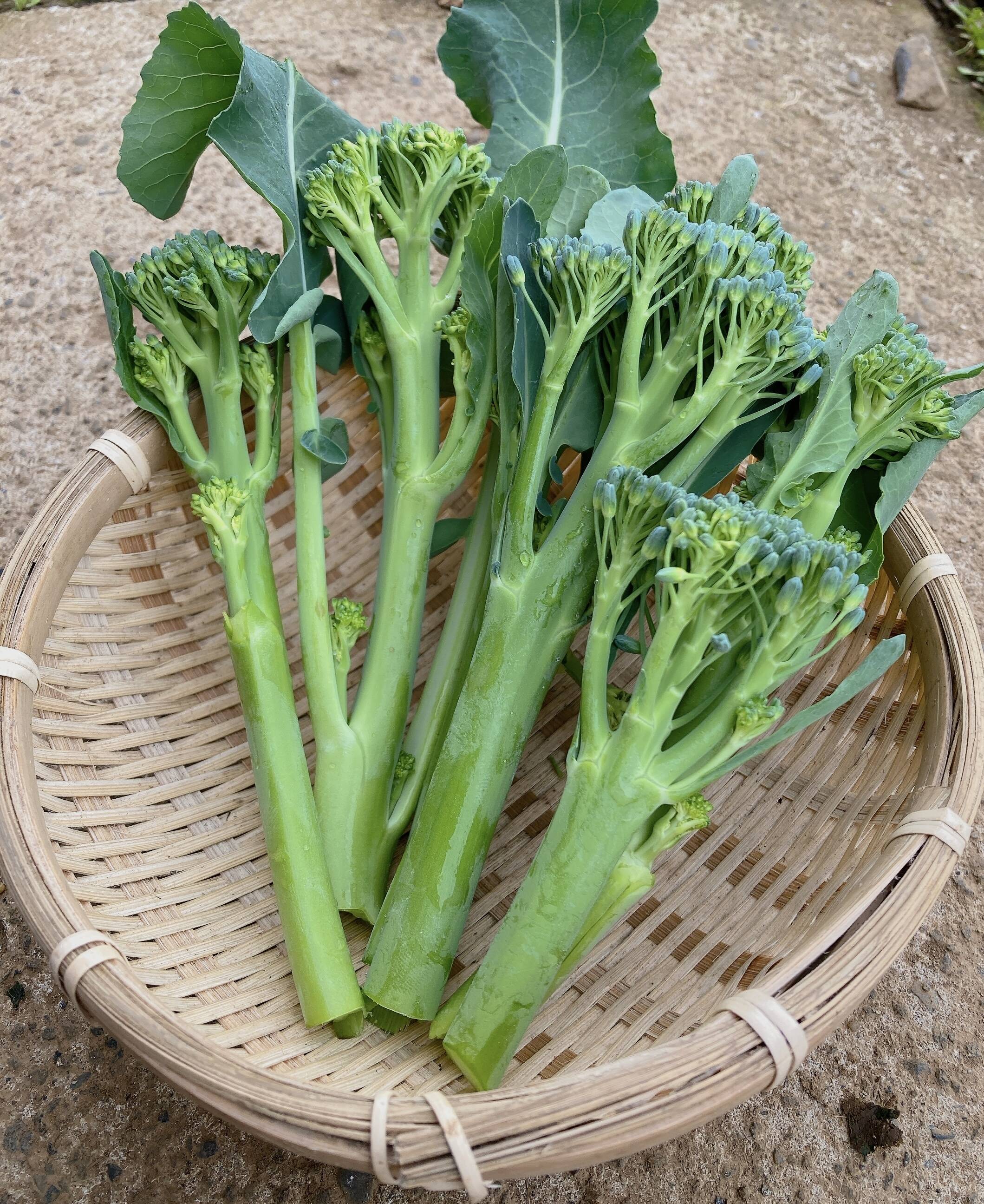 菜の花 菜花 茎ブロッコリー スティックセニヨール 野菜 - 野菜