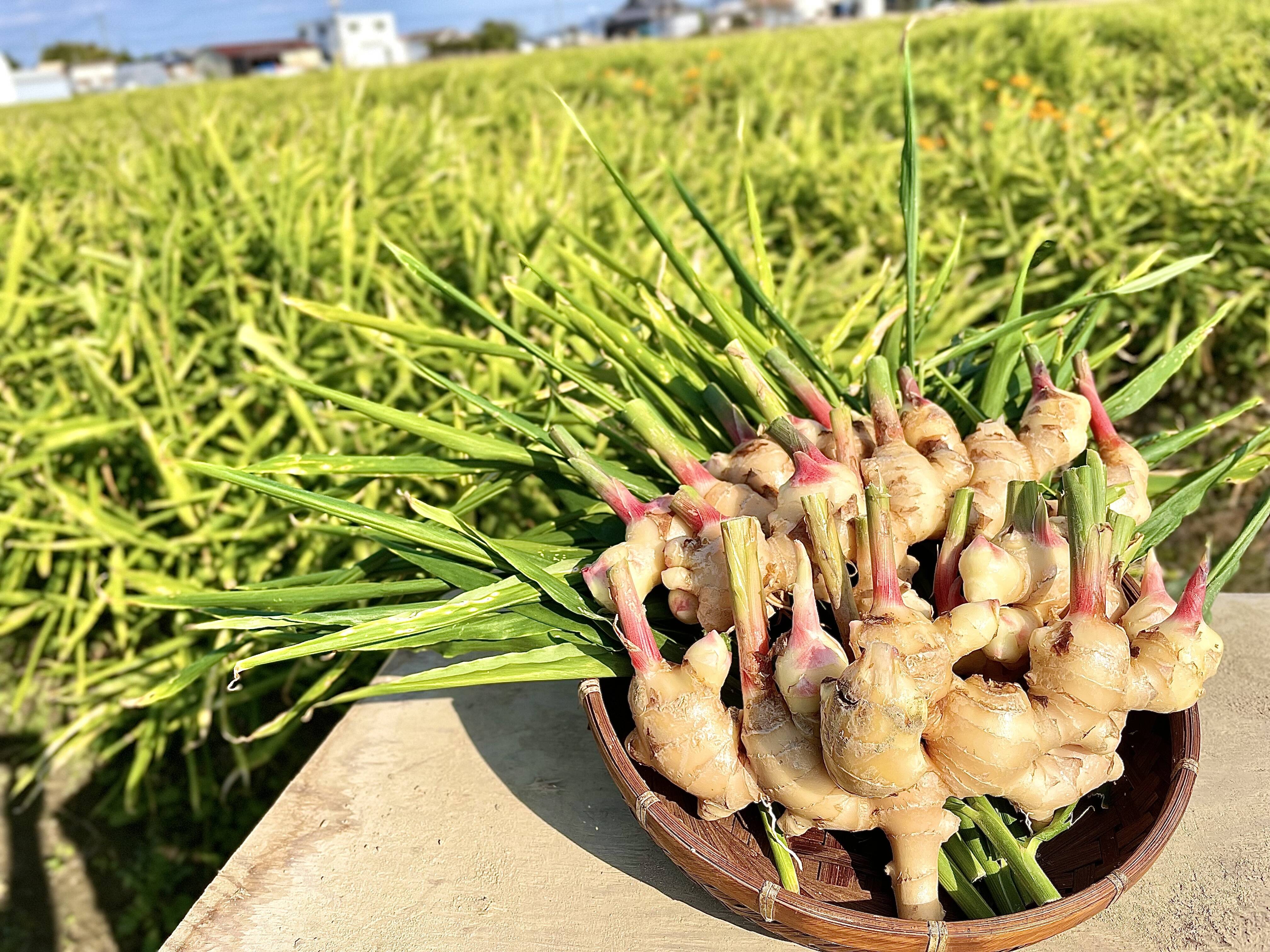 楽天市場】新生姜 約4kg 高知産 送料無料 新しょうが 新ショウガ