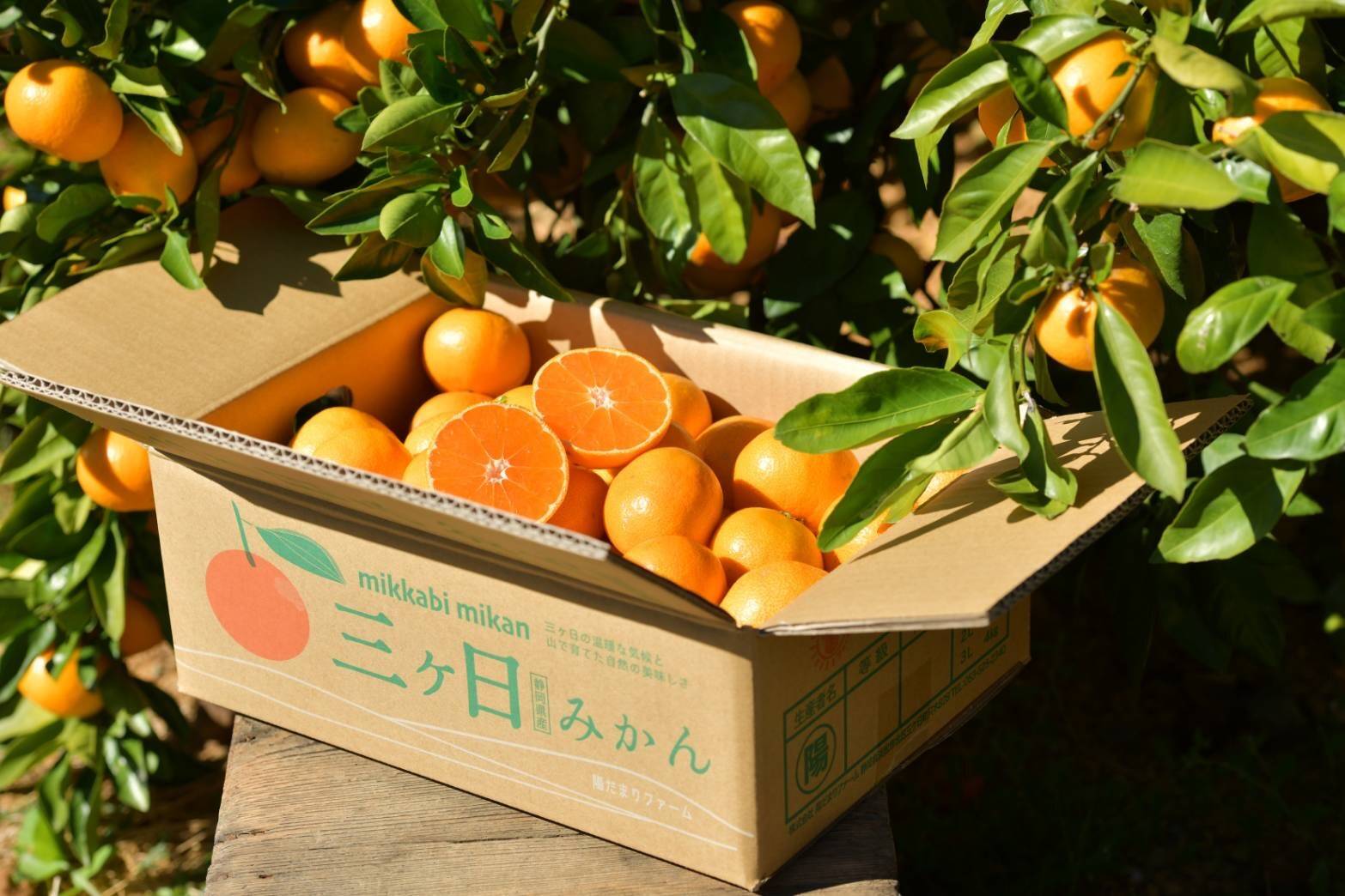 農家・漁師から旬　コクのある濃厚な甘さと酸味のバランス良いみかん　...　三ヶ日みかん【約５㎏】早生みかん　の大きさの指定はできません。S～Lサイズのどれからが届きます。：静岡県産のみかん・柑橘類｜食べチョク｜産地直送(産直)お取り寄せ通販　サイズ混合　※三ヶ日みかん