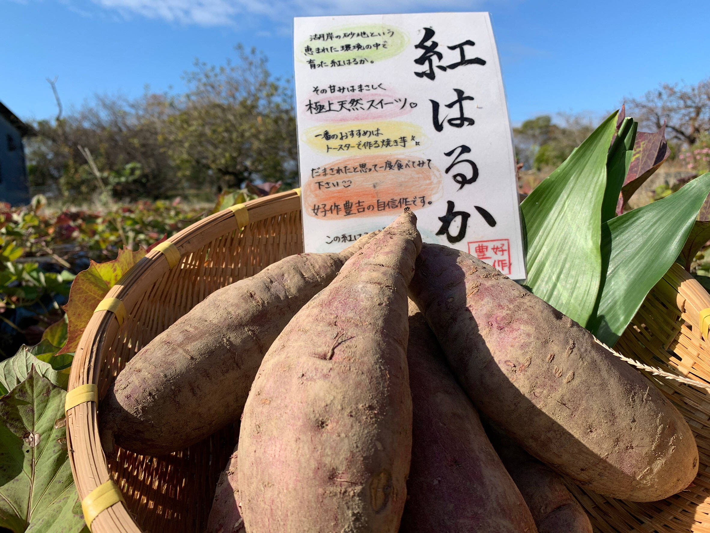 農家直送☆訳あり☆はるか4キロ - 果物