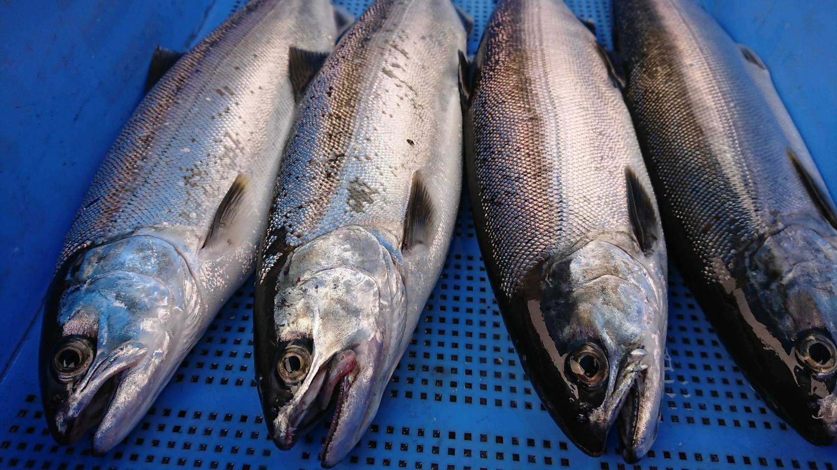 琵琶湖の宝石 天然 ビワマス急速冷凍フィレ 切るだけ簡単刺身用 滋賀県産 食べチョク 農家 漁師の産直ネット通販 旬の食材を生産者直送