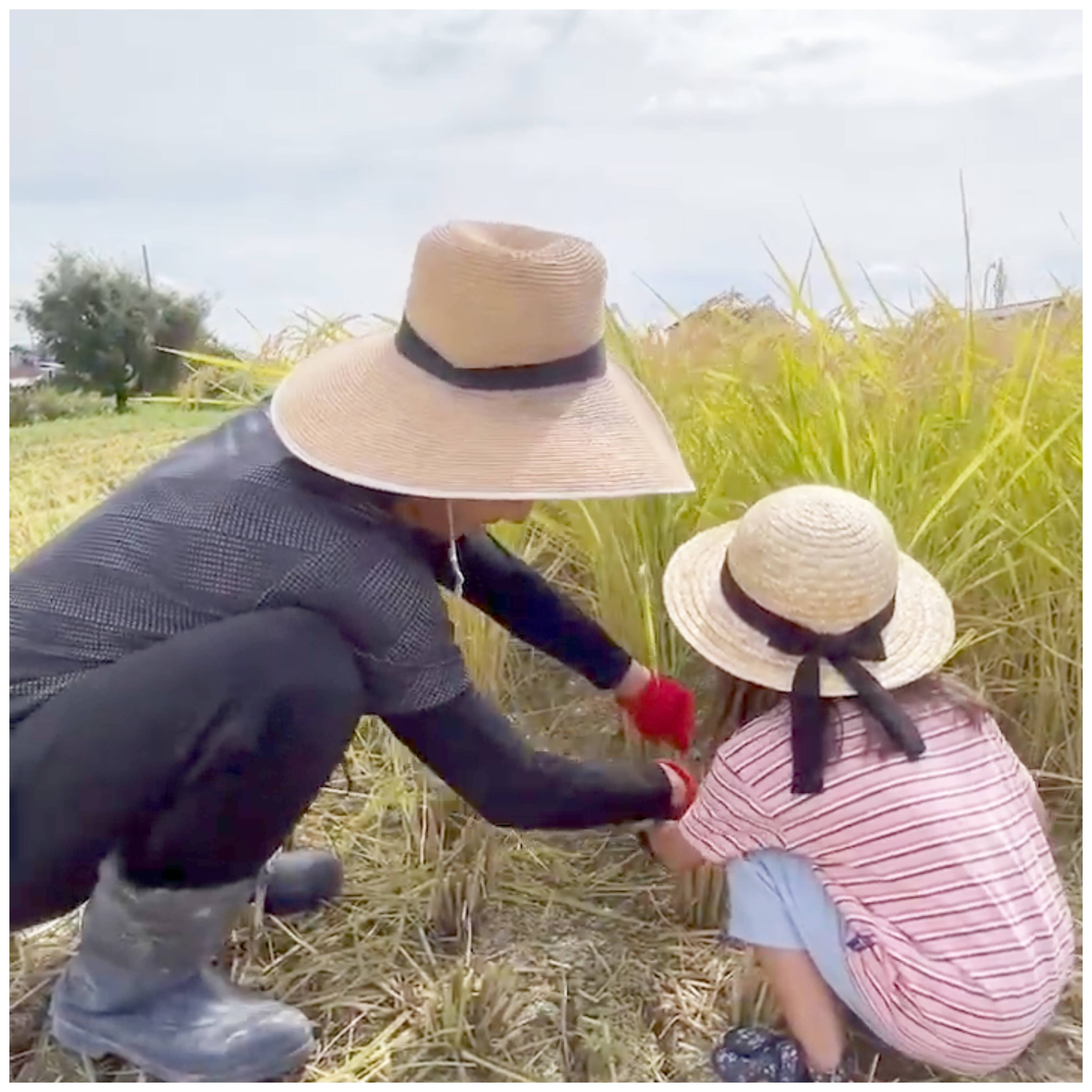 令和7年新米】採れたてコシヒカリ10kg(玄米)兵庫県稲美町産🍚：兵庫県