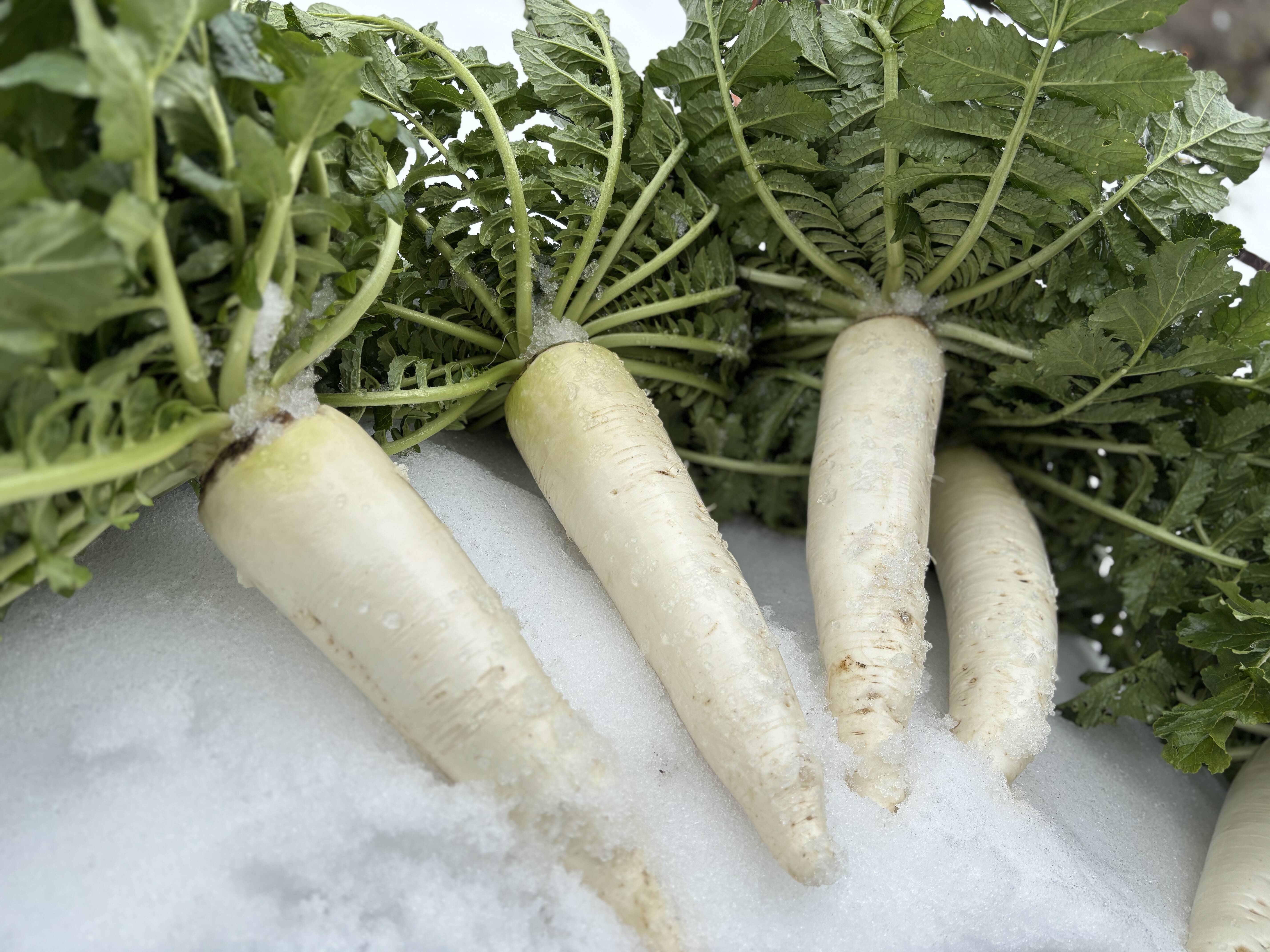 葉っぱまでおいしい！京の伝統野菜” 佐波賀 大根 (さばか だいこん 
