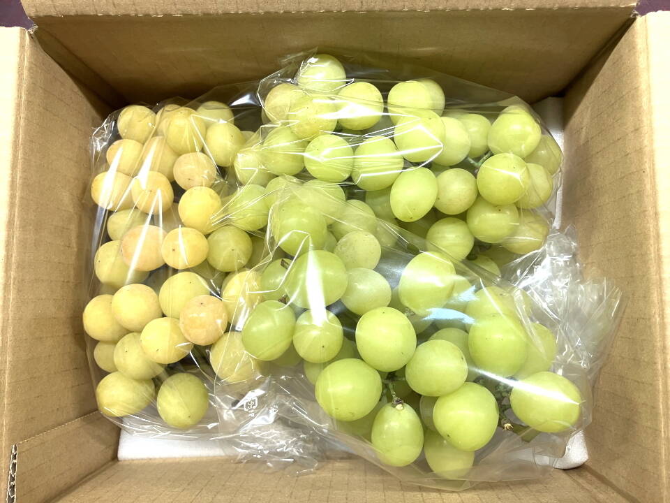 クール便 食べチョク登録記念2025年限定 山梨産 ゴールドシャイン