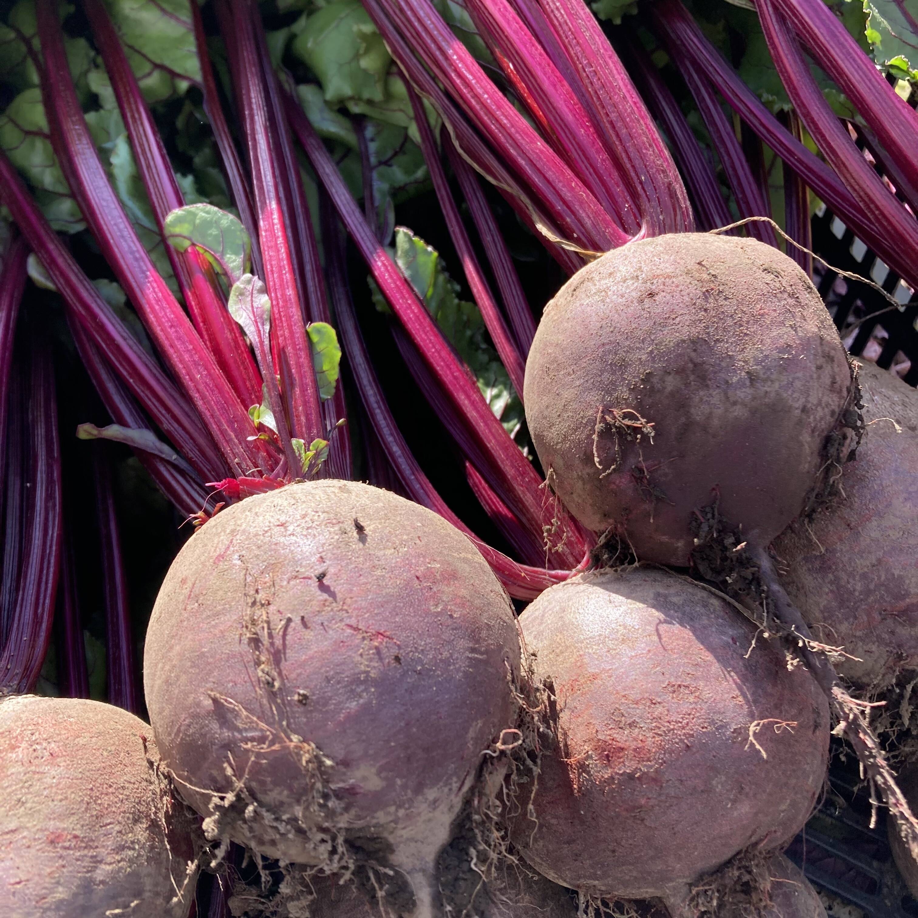 レビュー高評価の商品！ 4月限定】お買い得セール ビーツ 10kg：宮崎県産のその他ビーツ Vegetables