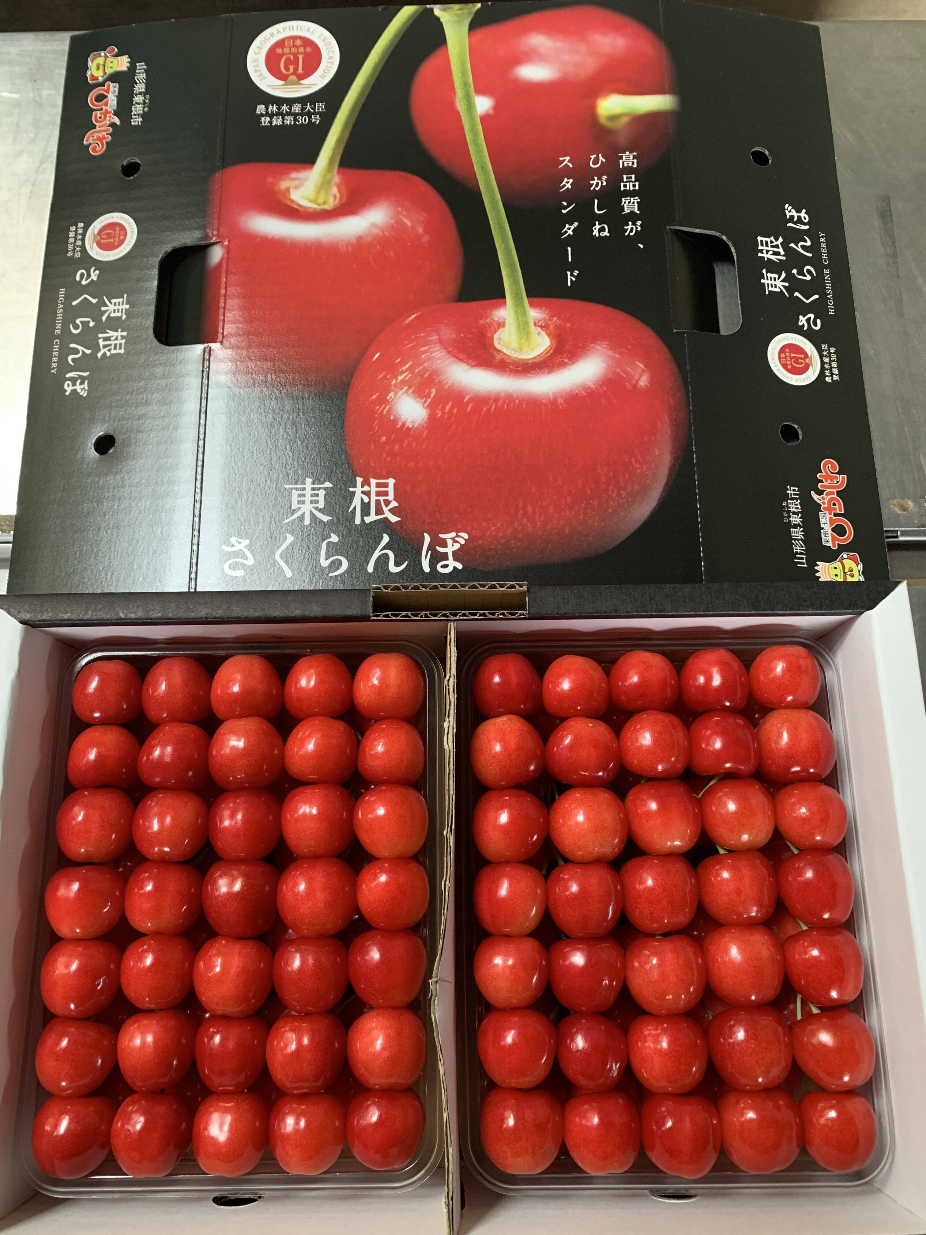 毎日数量限定！6月13日分朝採り 山形県東根市産さくらんぼ 佐藤錦 贈答品 1k 毎日数量限定！6月13日分朝採り 山形県東根市産さくらんぼ 佐藤