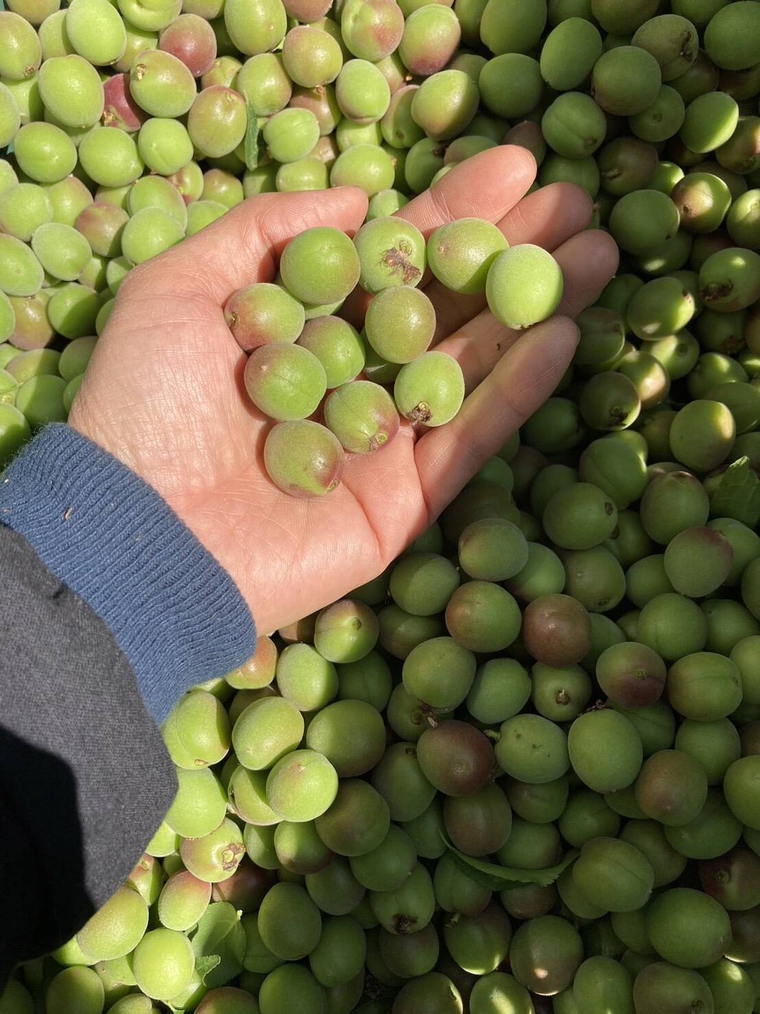 甲州小梅】自然栽培 農薬・化学肥料不使用の青梅！サイズ混合3kg
