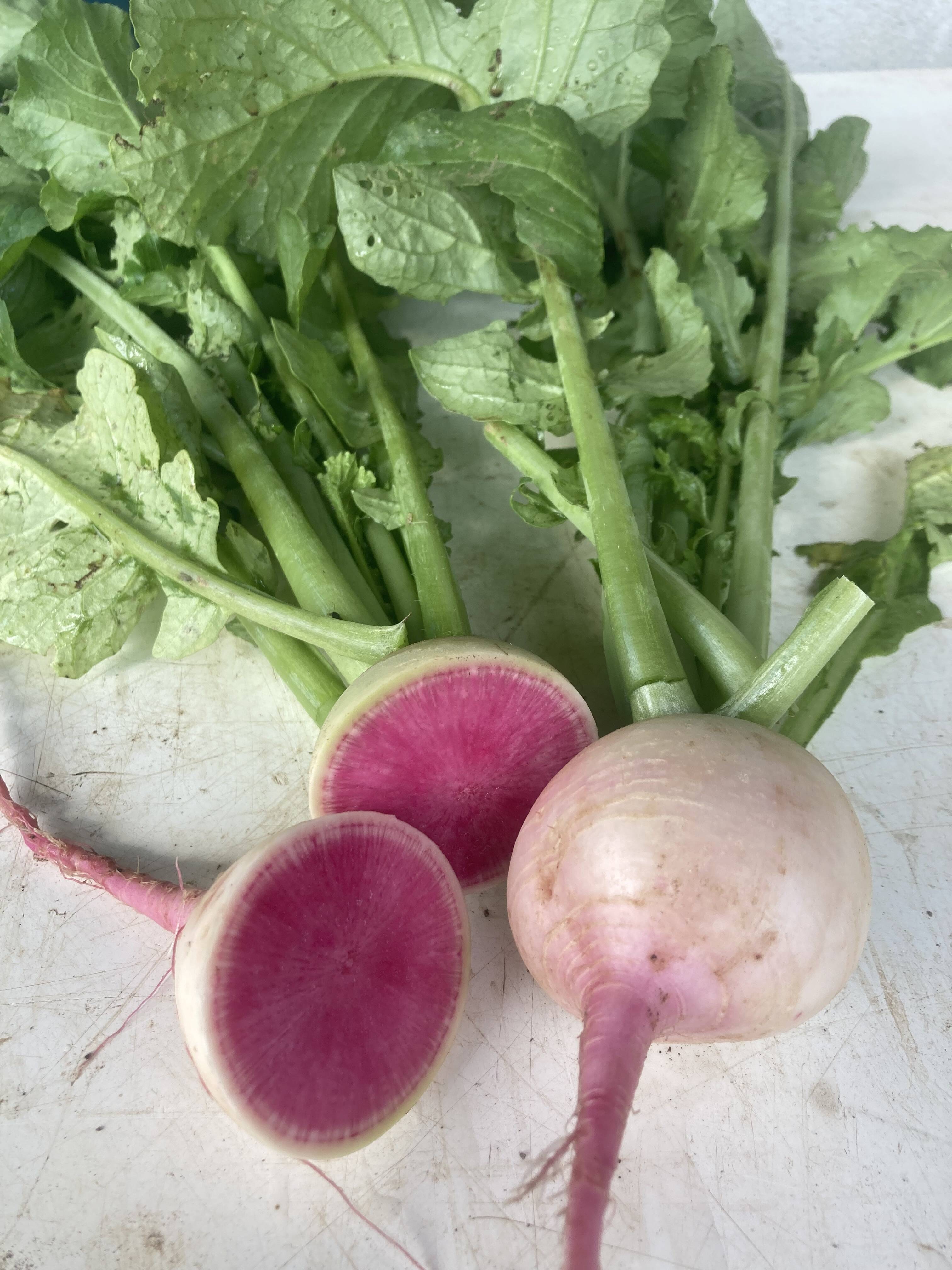 紅芯大根 1kg 千葉県産 化学農薬不使用 - 野菜