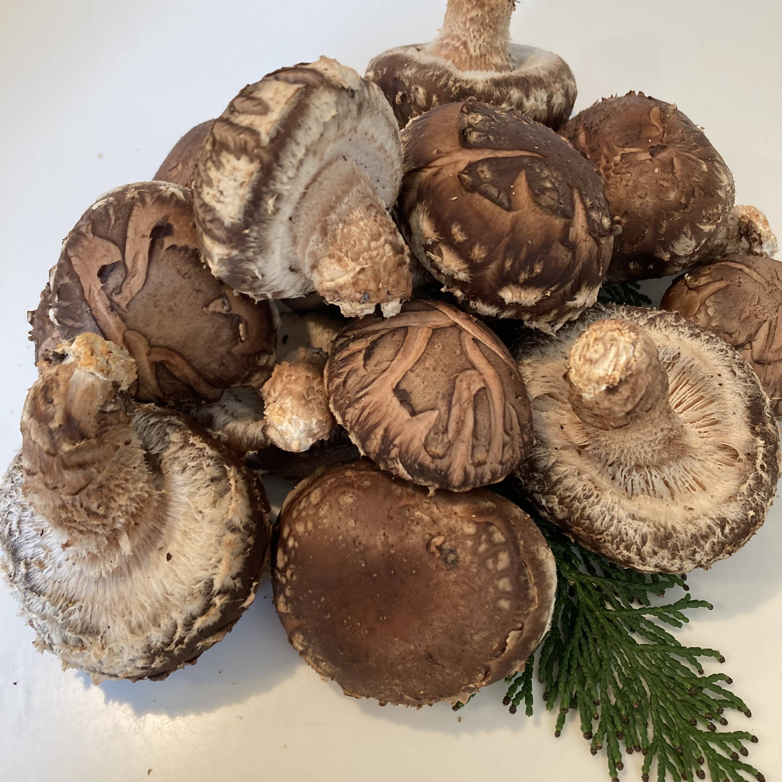 人気品種115/山のアワビ】原木生しいたけ 約900g 原木椎茸：大分県産の