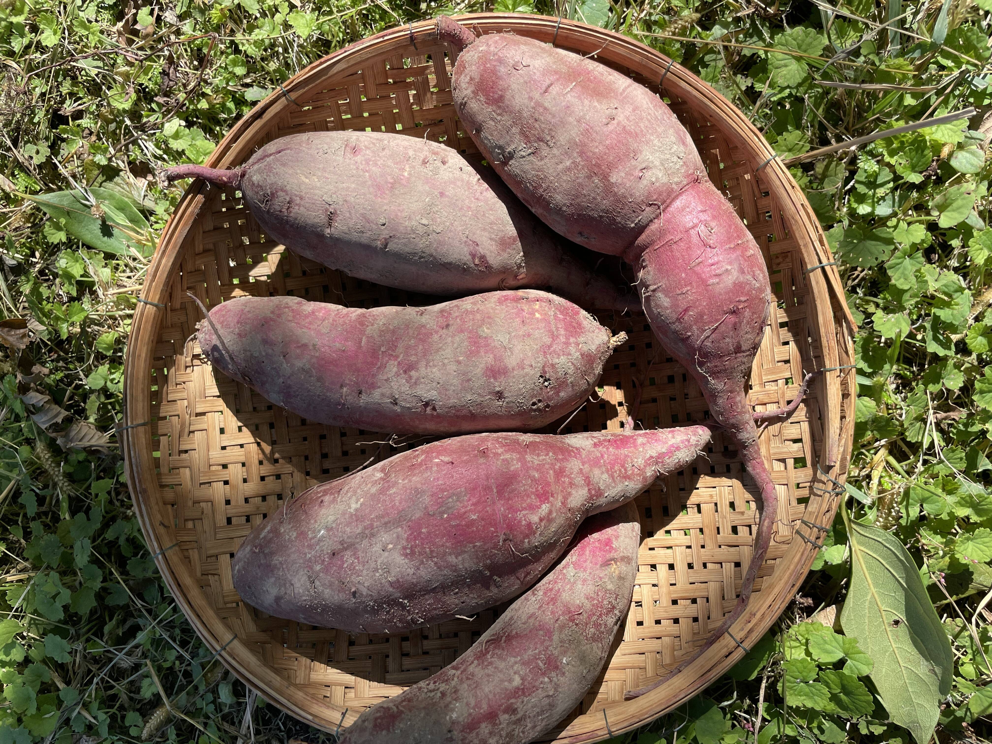 豊作につき20％OFF‼️【有機JAS認証 紅はるか2kg】サツマイモ好きが