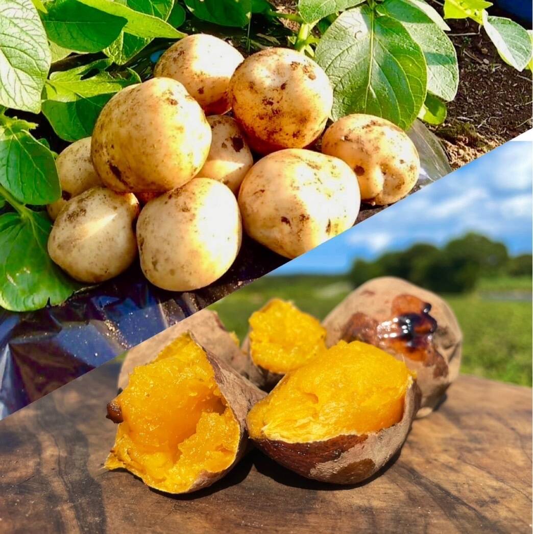期間限定】種子島産 新じゃが(SML)＆熟成安納芋(Sサイズ) セット