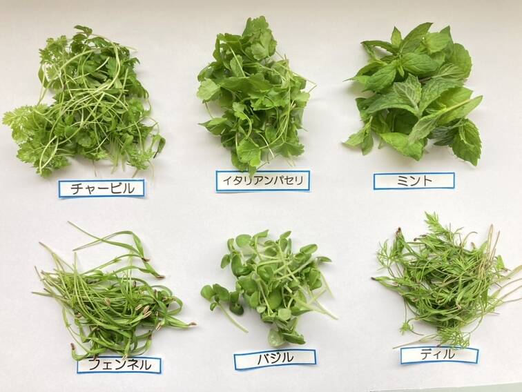 生シャロット(Shallotホムデンお料理用お得500g+コブミカンオマケ 生シャロット(Shallotホムデンお料理用お得500g+コブミカンオマケ
