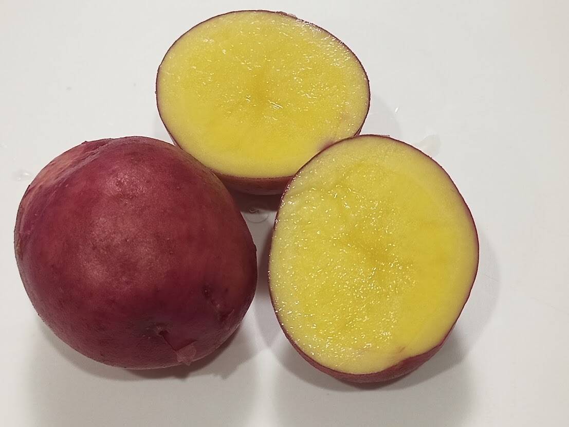 高知県産 赤い新じゃがいも アンデスレッド2kg 皮ごと調理okで便利