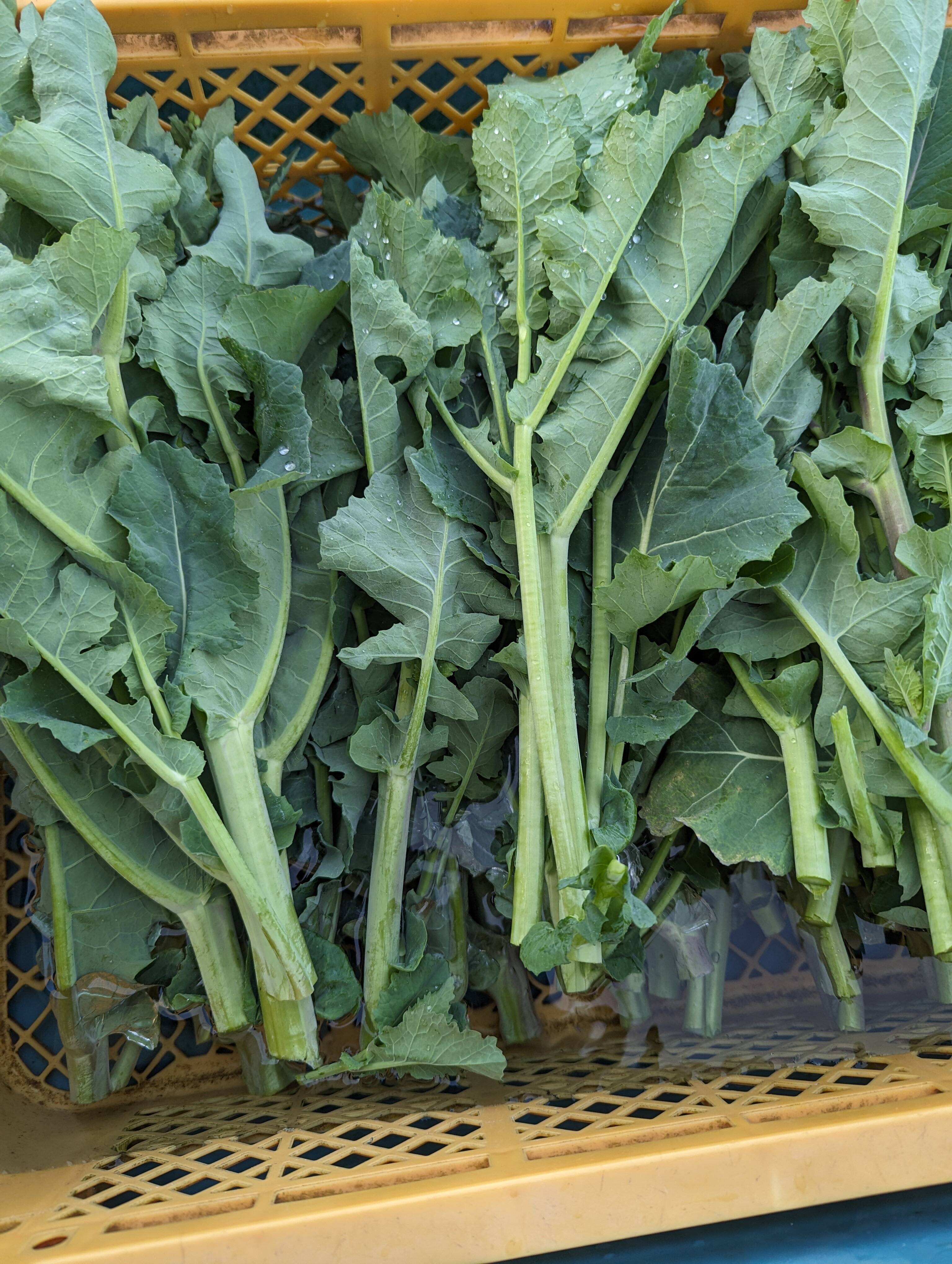 今が旬！ 春を告げる野菜】ええ？大飢饉を救った？ のらぼう菜 1200g