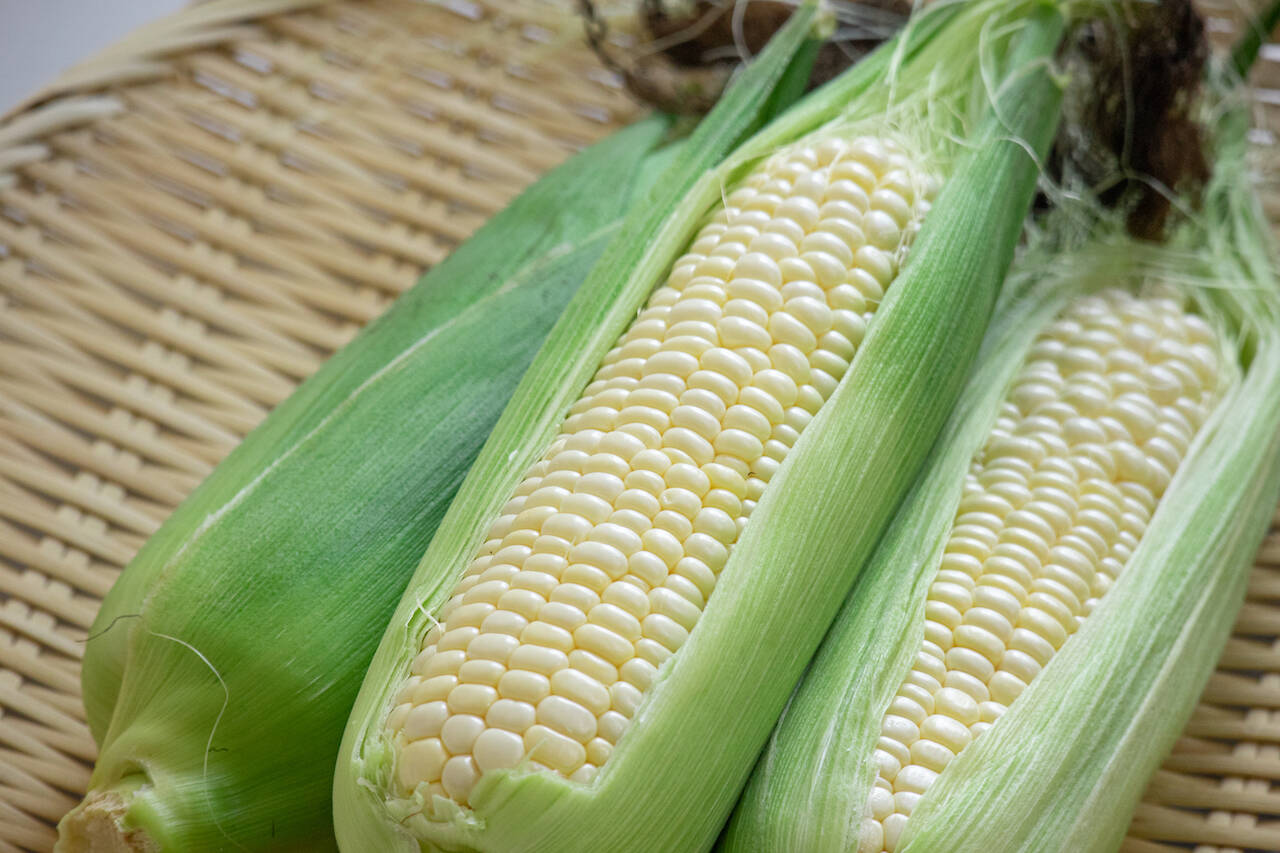 ☆訳ありホワイトショコラ☆10本前後【北海道産】白とうもろこし