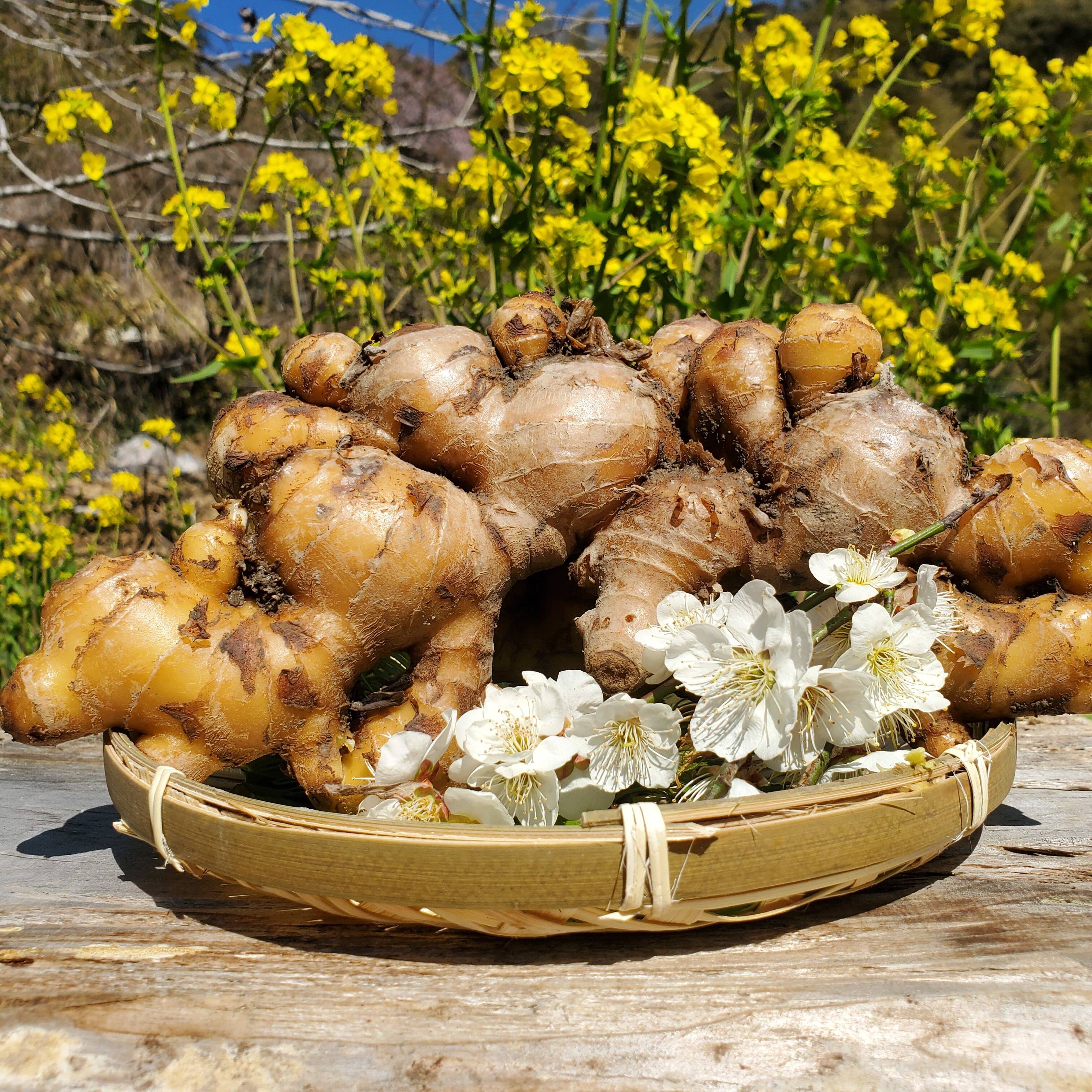 寒冷地限定】体を芯から温める＿自然農法＿温活囲い生姜土佐一 500g