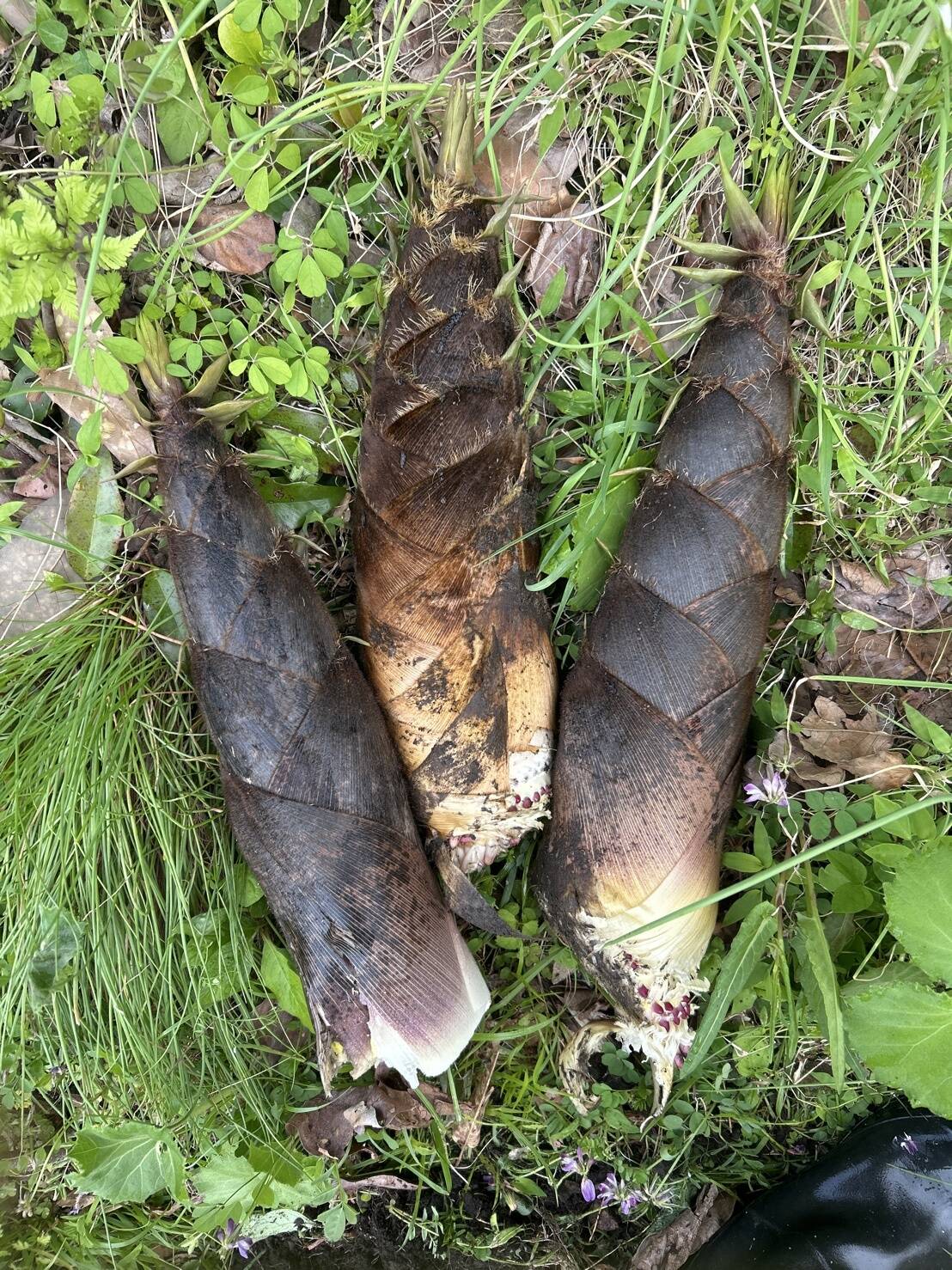 徳島県産 たけのこ 約2kg 筍 タケノコ 徳島県産 たけのこ 約2kg 筍 タケノコ｜Yahoo!フリマ（旧PayPay by