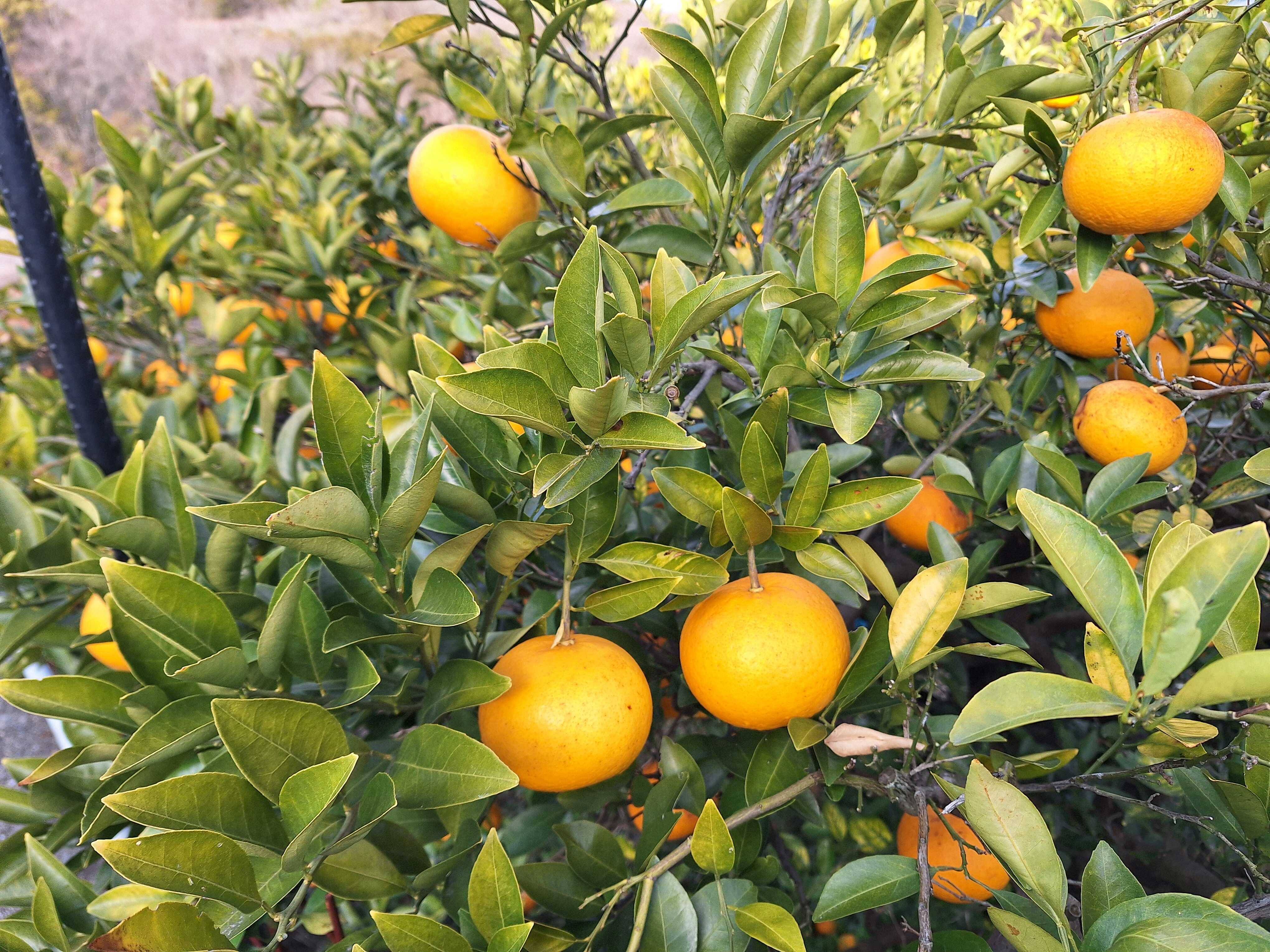木なりシンアマナツ(新甘夏) 5㎏【農薬化学肥料不使用】【熨斗(のし