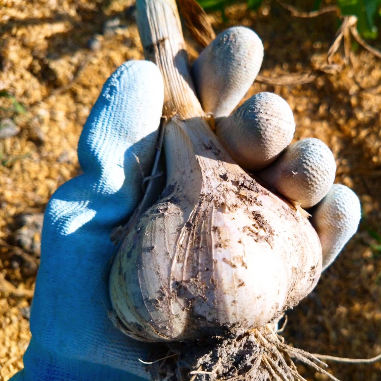 【国産】平戸ニンニクの種　500粒　農薬は使っていません ニンニク 平戸｜種（タネ）,球根,苗,資材,ガーデニンググッズの