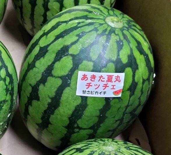 秋田県産　小玉スイカ　秋田夏丸チッチェ 楽天市場】秋田産小玉すいか「あきた夏丸チッチェ」L (2玉入り