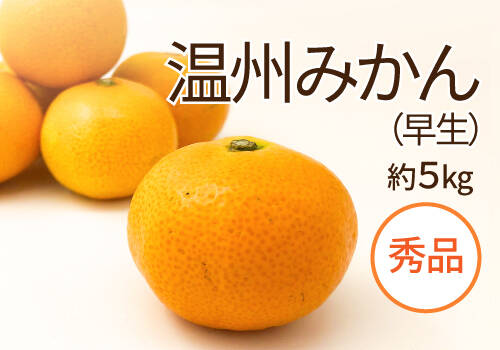 30、温州みかん 樹熟大坊みかん、秀品(贈答品同様)10kg ②温州みかん 樹熟大坊みかん、秀品(贈答品同様)2S～M、4.5