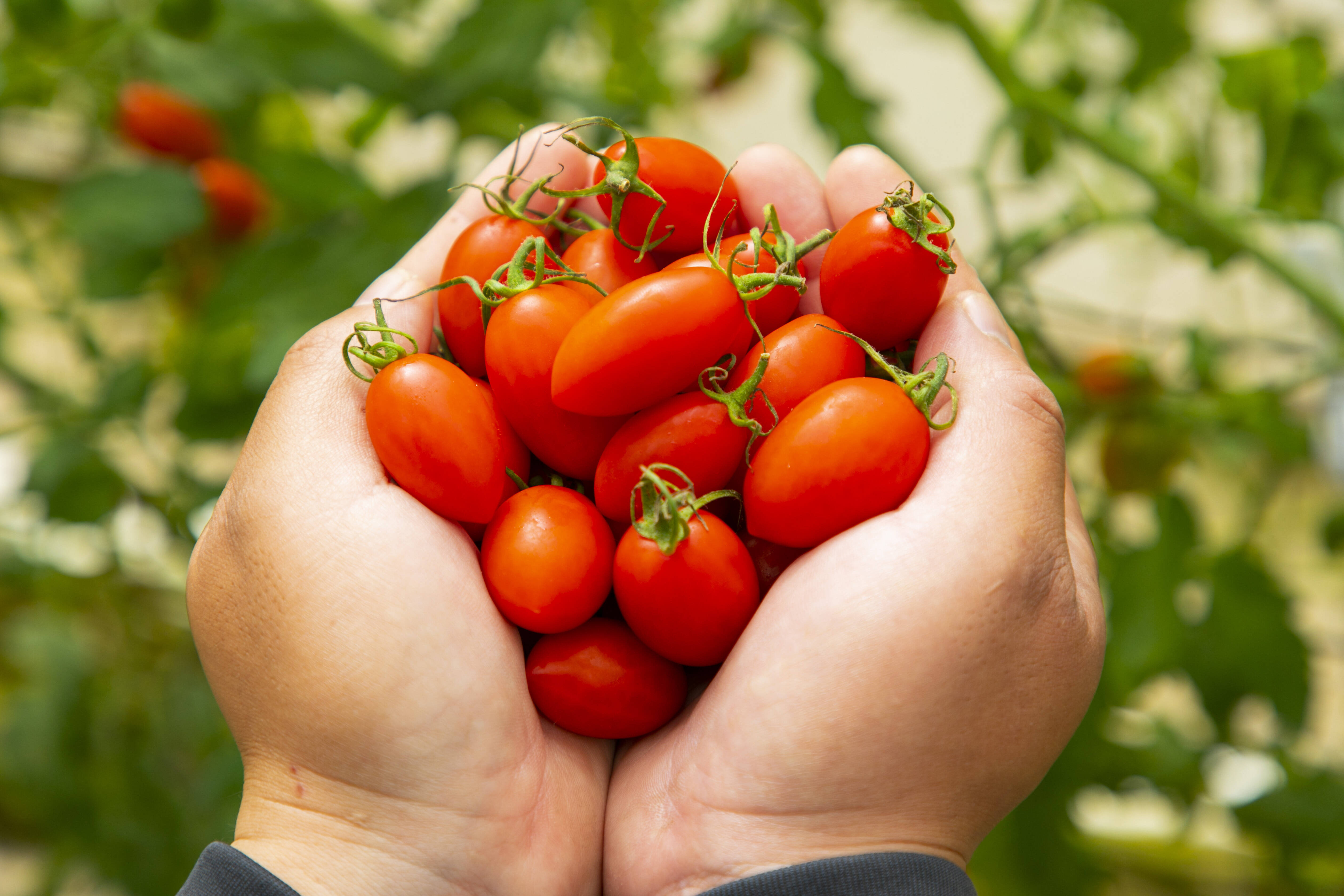 🍅今だけ特価🍅】やみつきになる甘さ！高糖度フルーツミニトマト3Kg