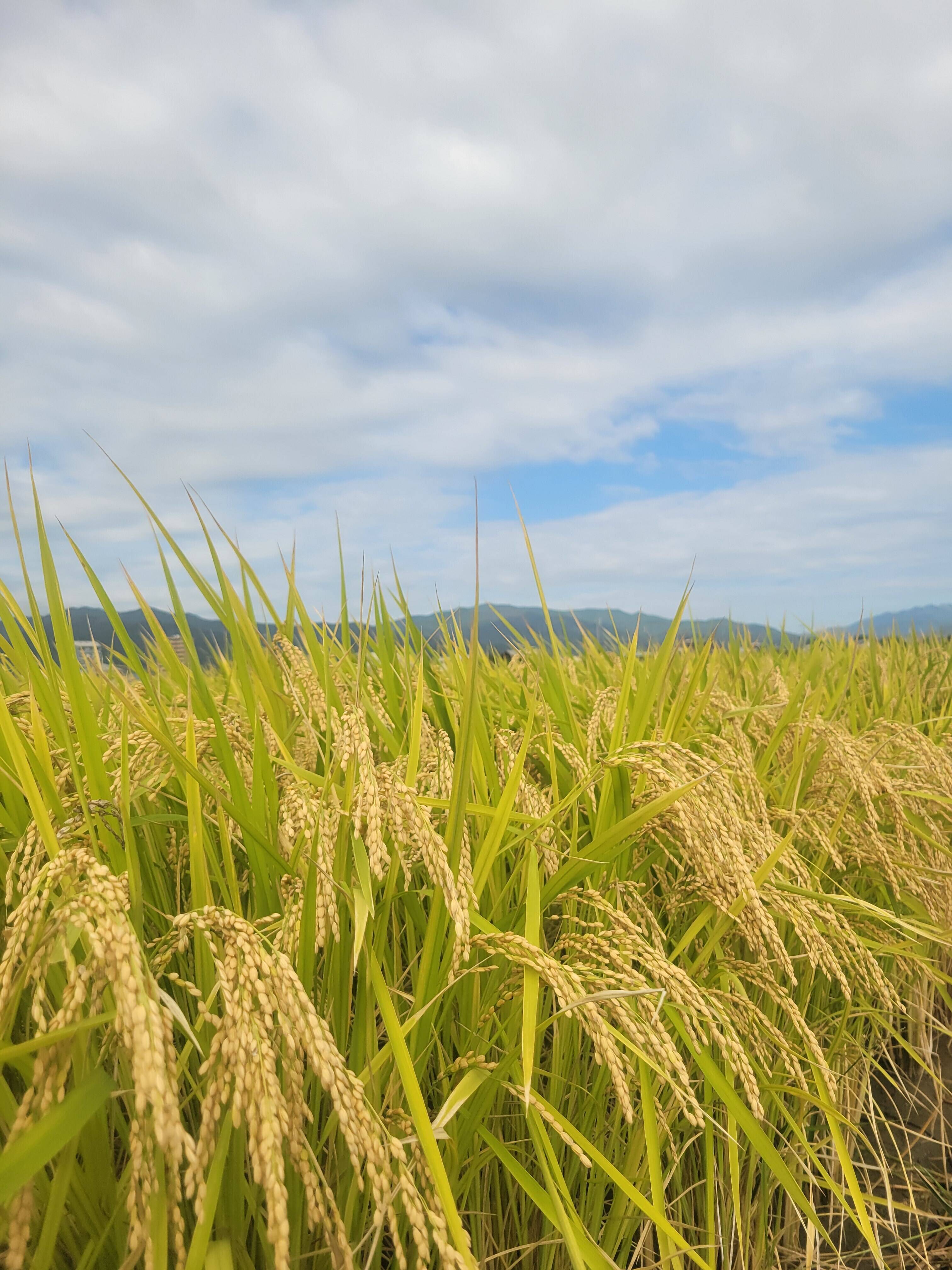 令和7年！農薬不使用！新米ヒノヒカリ 約27㎏(精米)：愛媛県産の