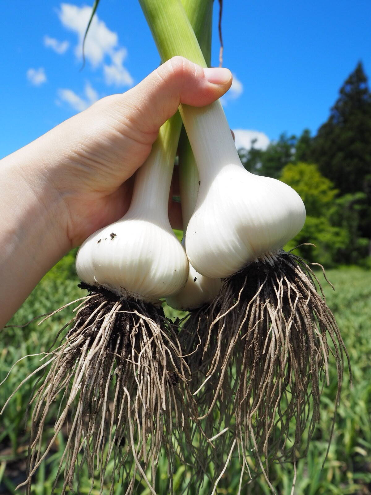 訳あり土付き「生にんにく」20玉【たくさん食べたい人向け】【父