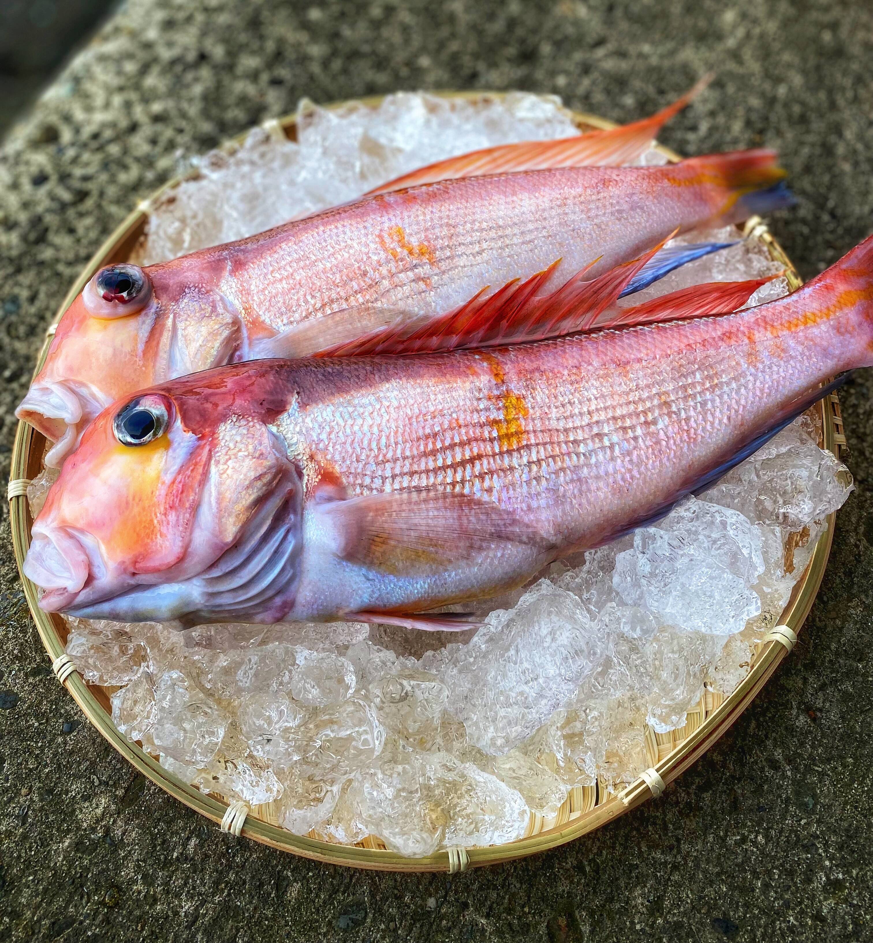 漁師直送！秋田沖で荒波にもまれた天然甘鯛2.3匹計1kg：秋田県産
