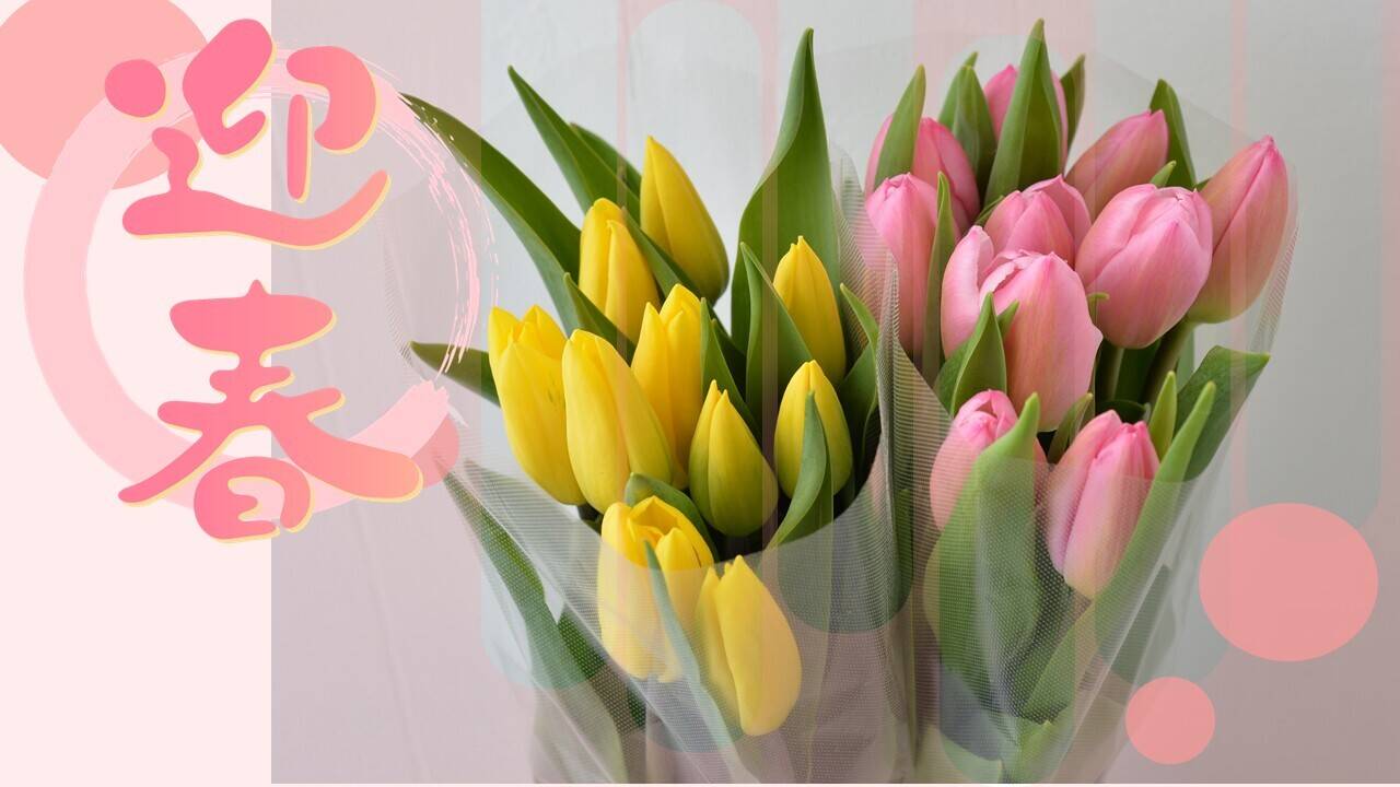まもなく販売終了】お正月にチューリップを飾ろう♪ お任せアソート