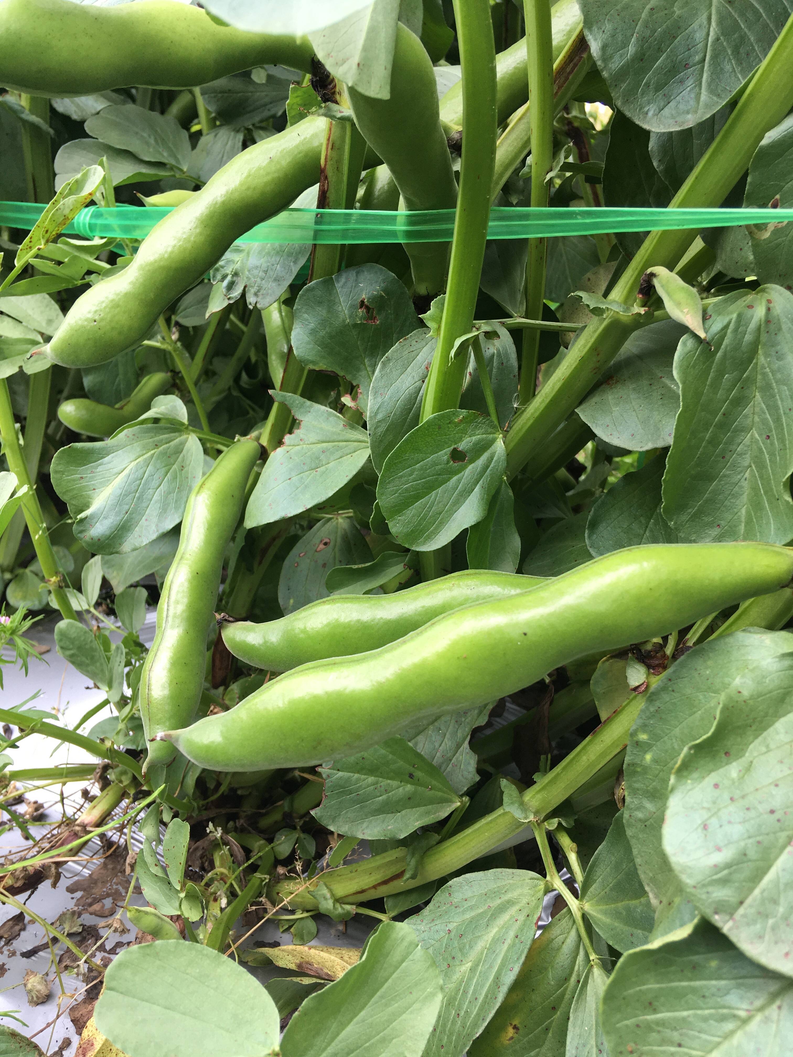 訳あり】めちゃ旨！そら豆 2kg：千葉県産の打越一寸｜食べチョク